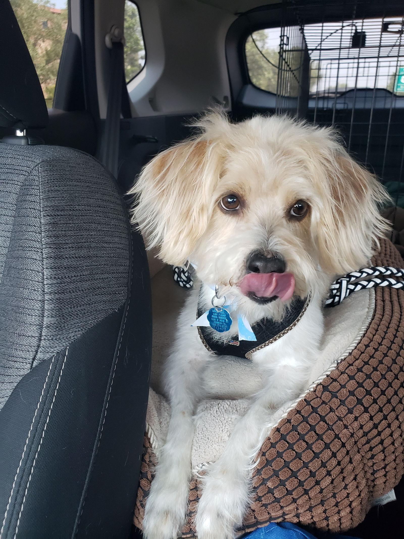 Enlarge Bob, a Adopted mixed breed in Denver, CO image 1/3