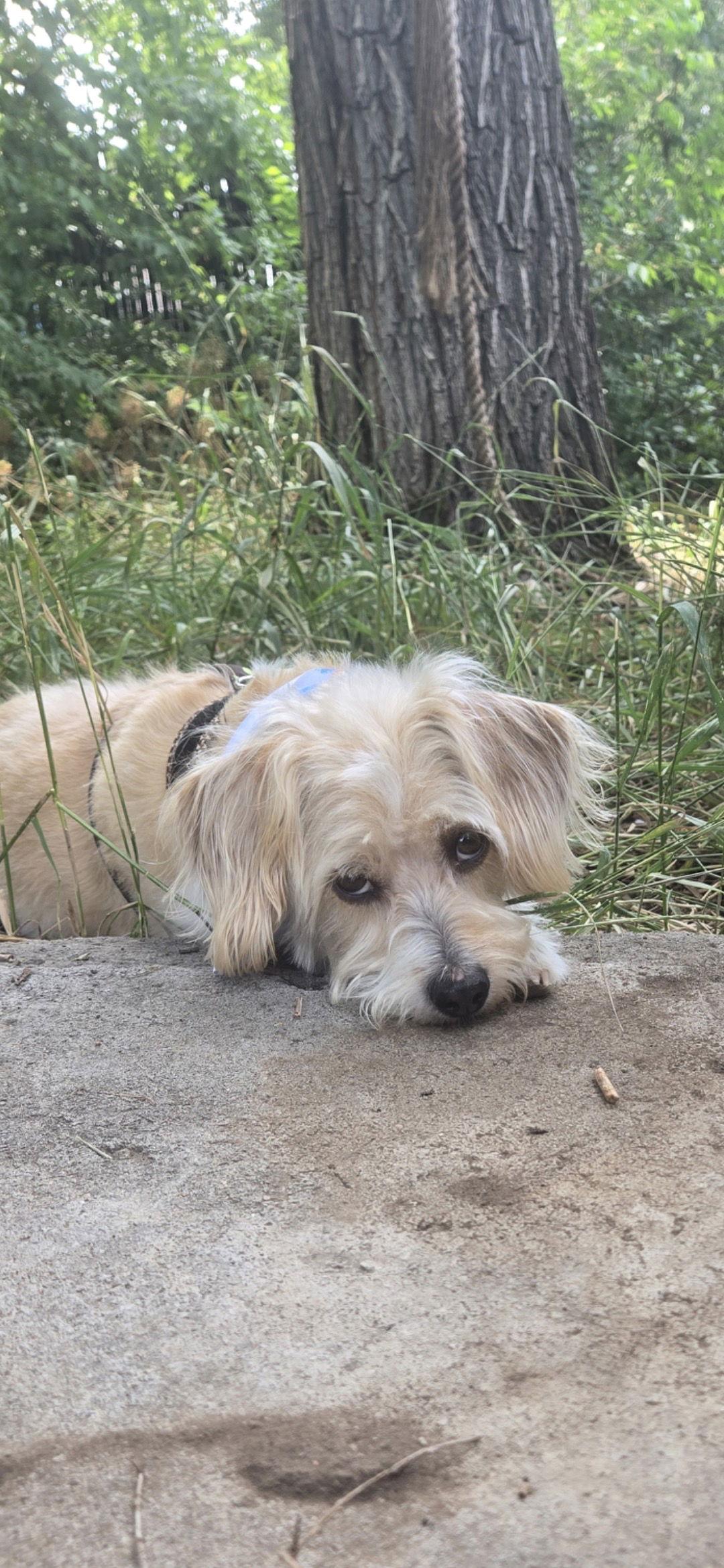 Enlarge Bob, a Adopted mixed breed in Denver, CO image 2/3