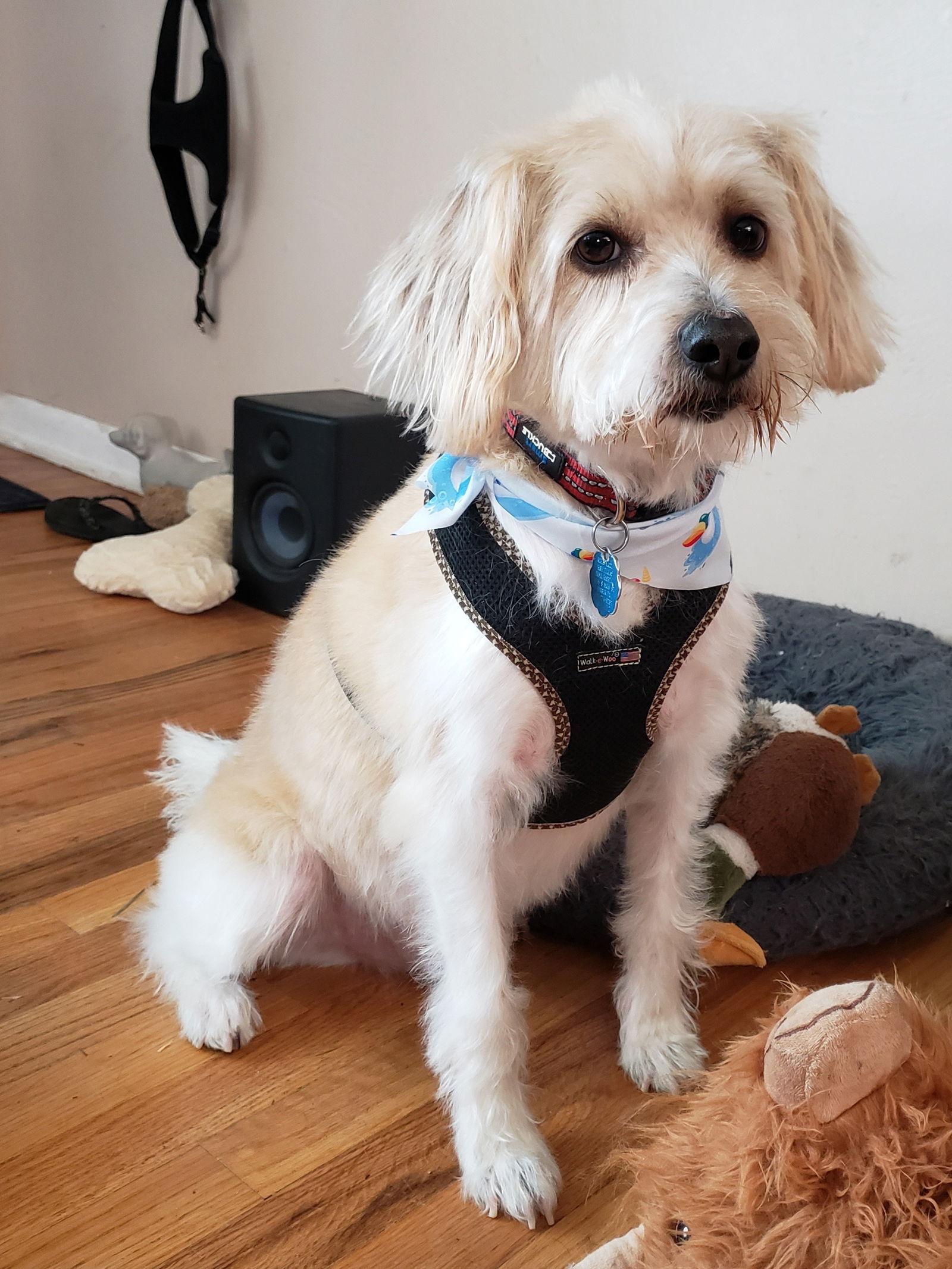 Enlarge Bob, a Adopted mixed breed in Denver, CO image 3/3