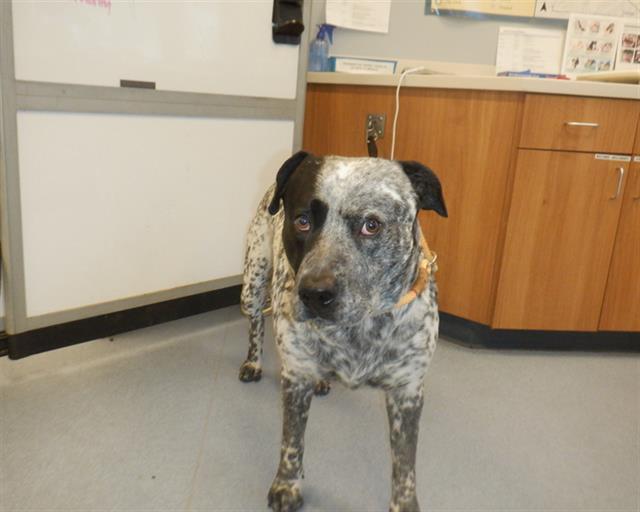 Enlarge MARLEY, a Adoptable Australian Cattle Dog / Blue Heeler in San Jose, CA image 1/1
