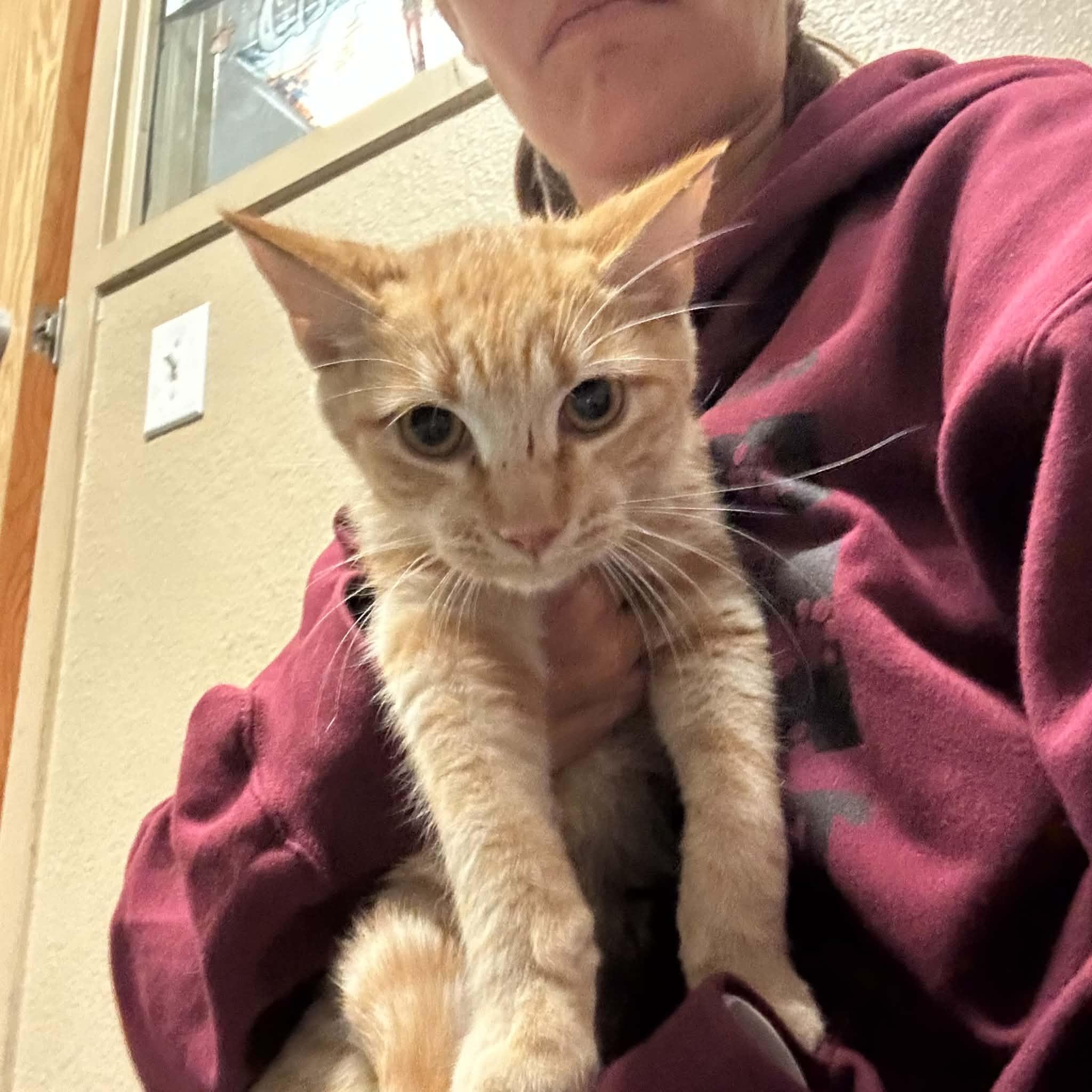 Enlarge Baker, a Adoptable Domestic Short Hair in Truth or Consequences , NM image 6/6