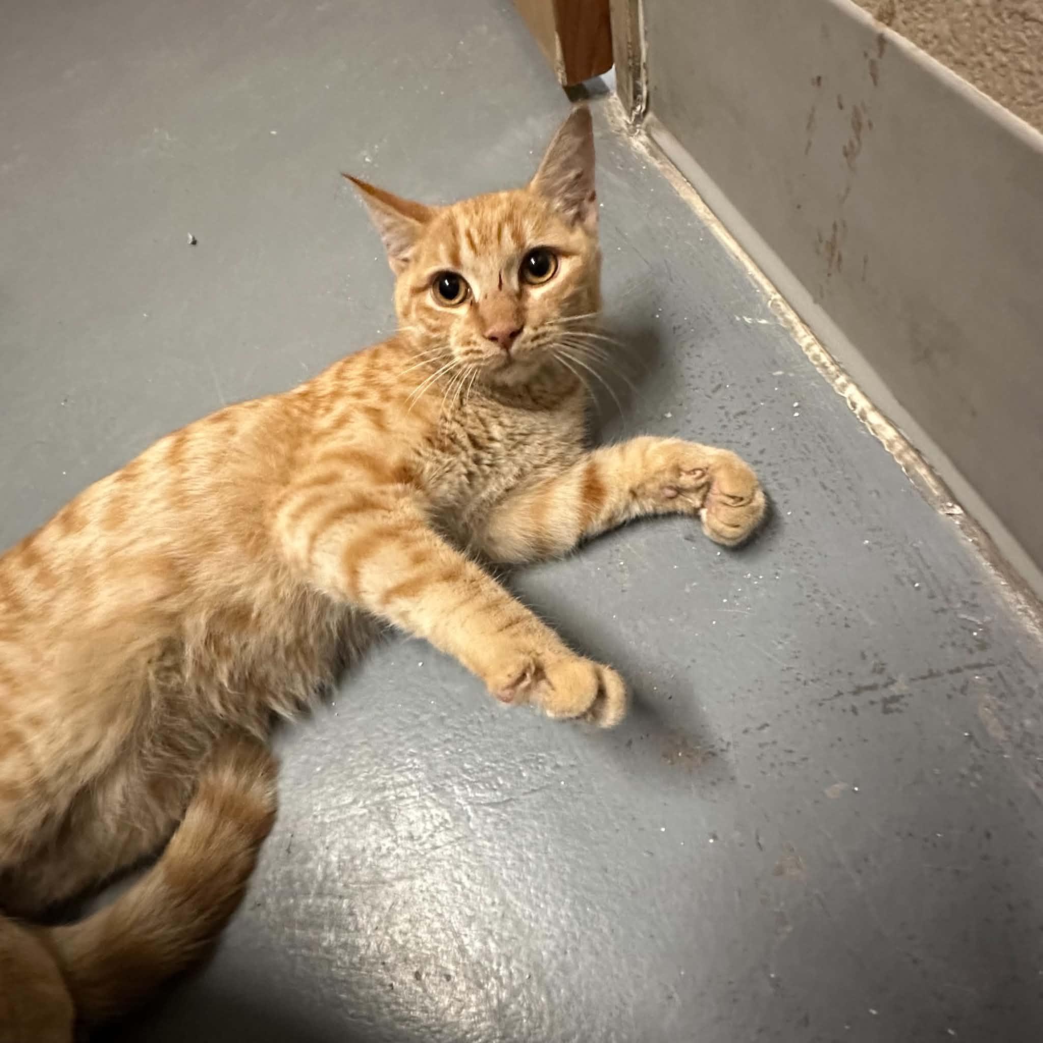 Enlarge Baker, a Adoptable Domestic Short Hair in Truth or Consequences , NM image 2/6