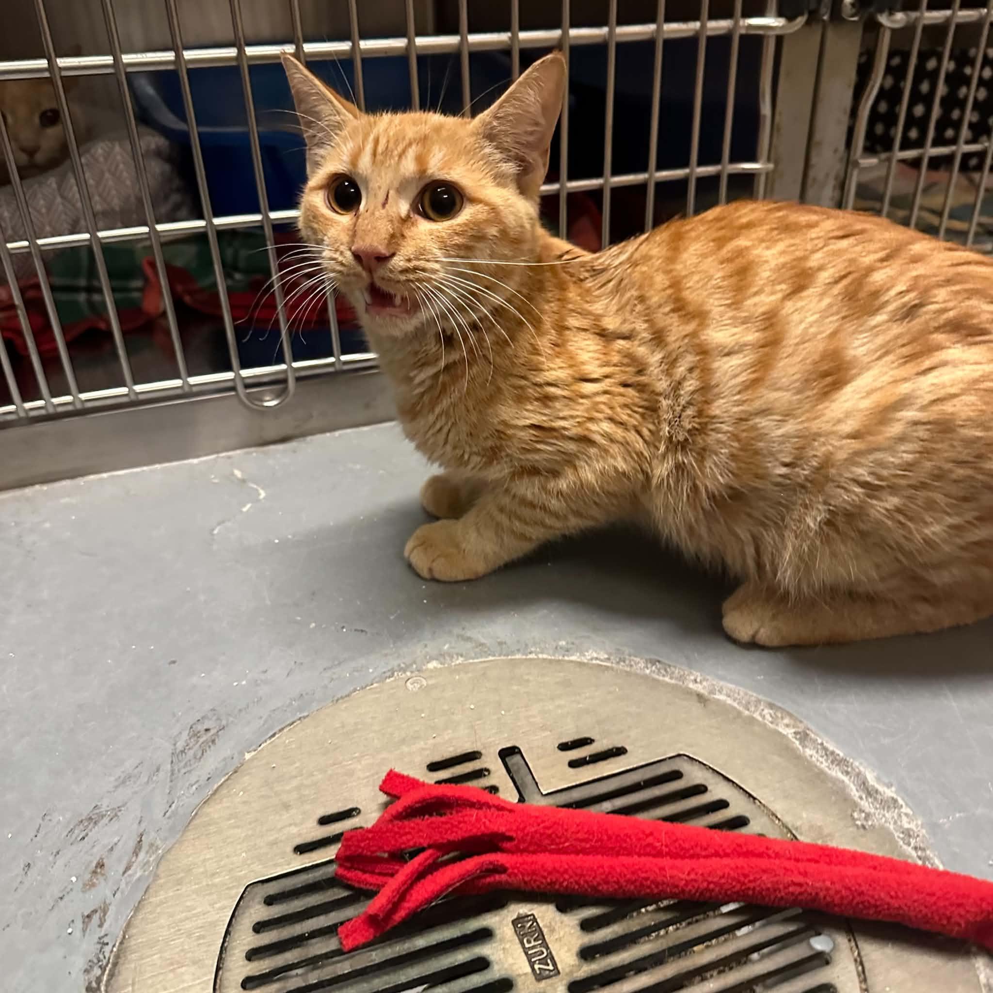 Enlarge Baker, a Adoptable Domestic Short Hair in Truth or Consequences , NM image 4/6