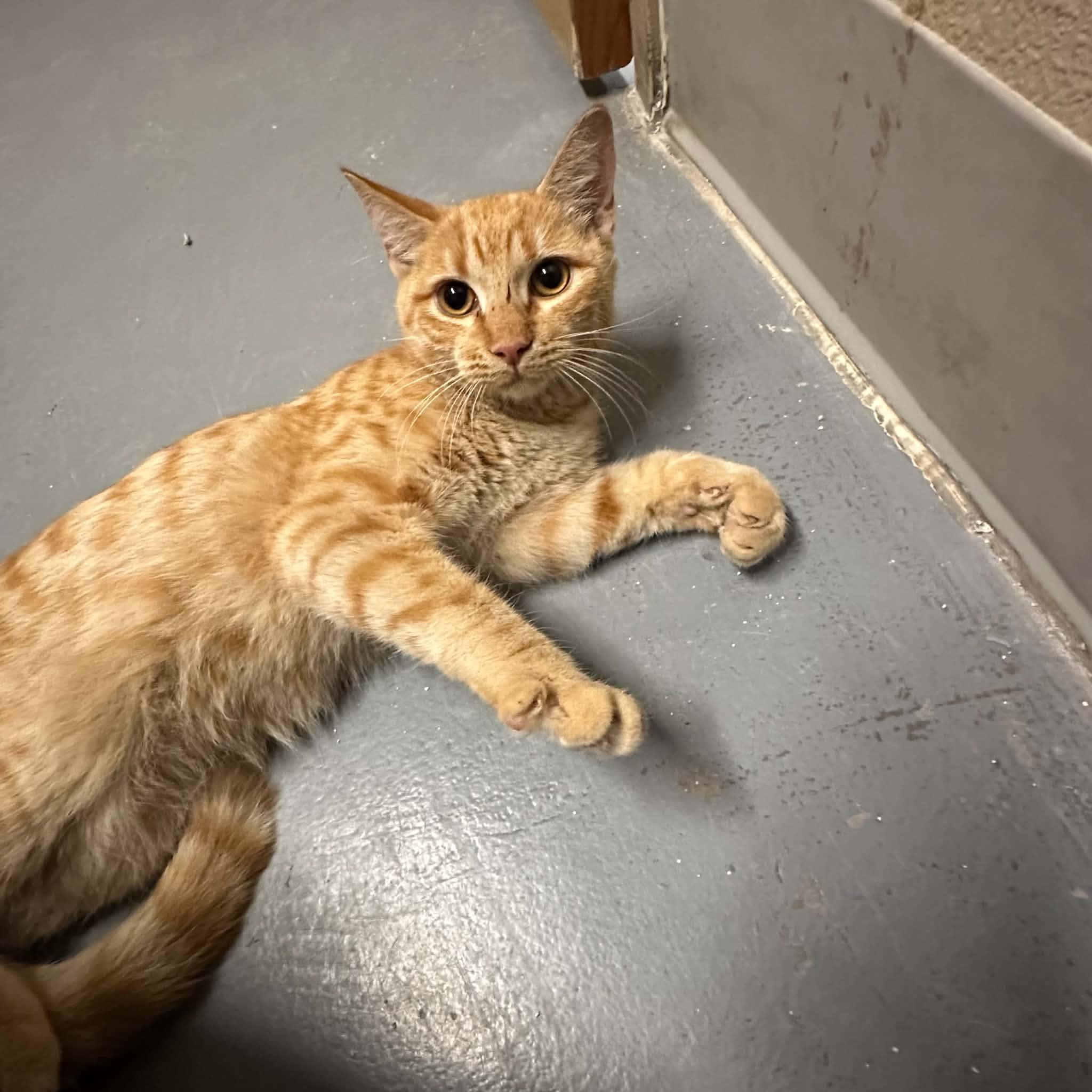 Enlarge Baker, a Adoptable Domestic Short Hair in Truth or Consequences , NM image 5/6