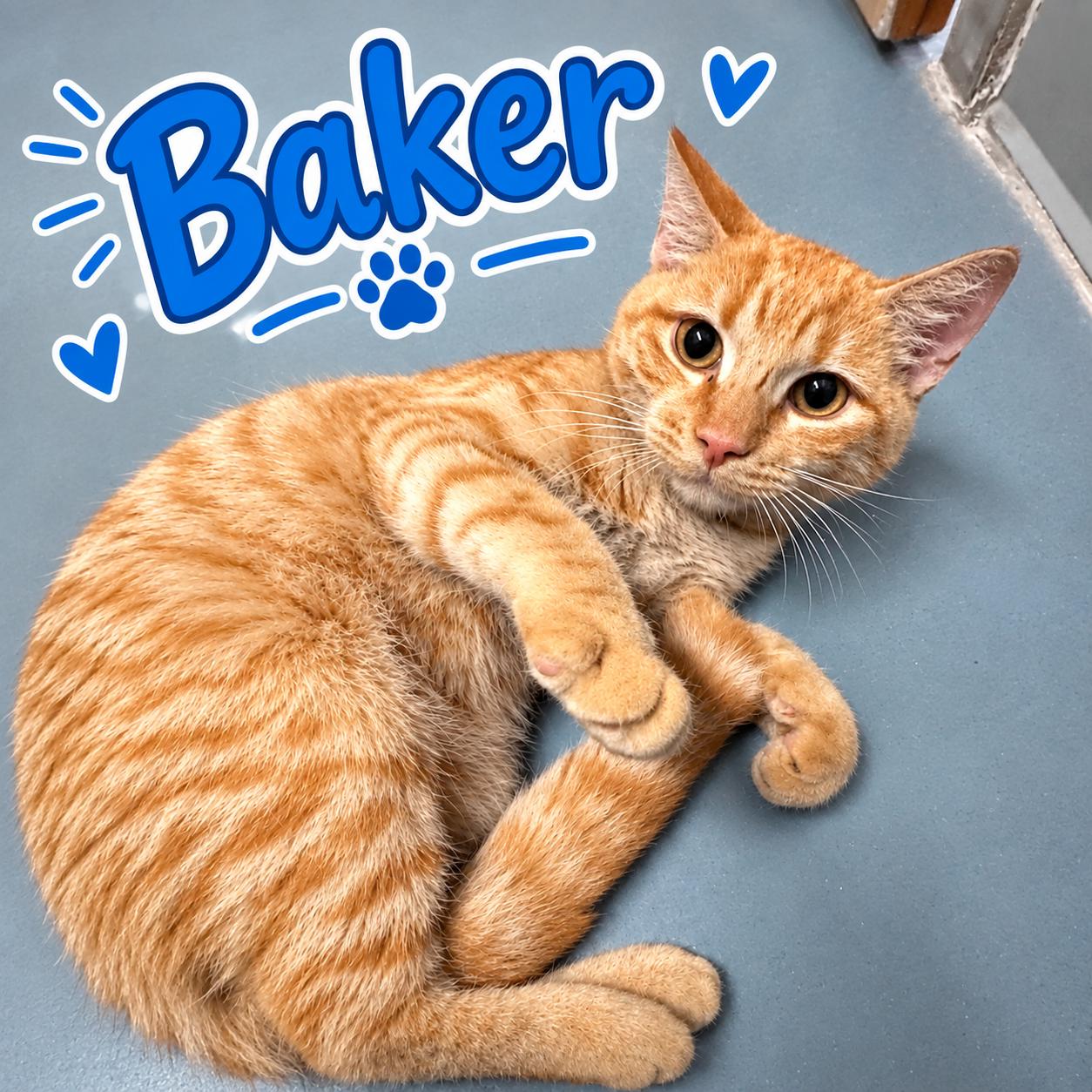 Baker, Adoptable, Young Male Domestic Short Hair.