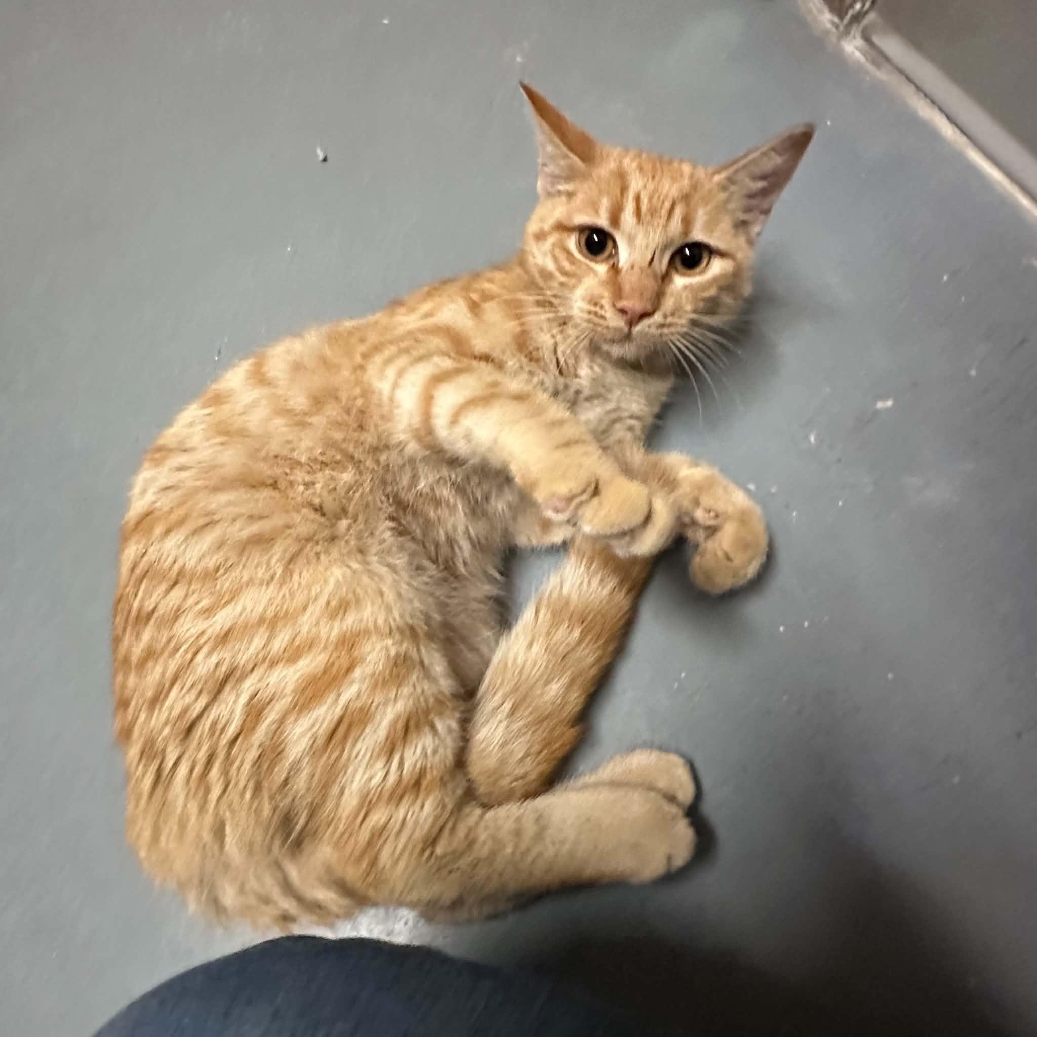 Enlarge Baker, a Adoptable Domestic Short Hair in Truth or Consequences , NM image 3/6