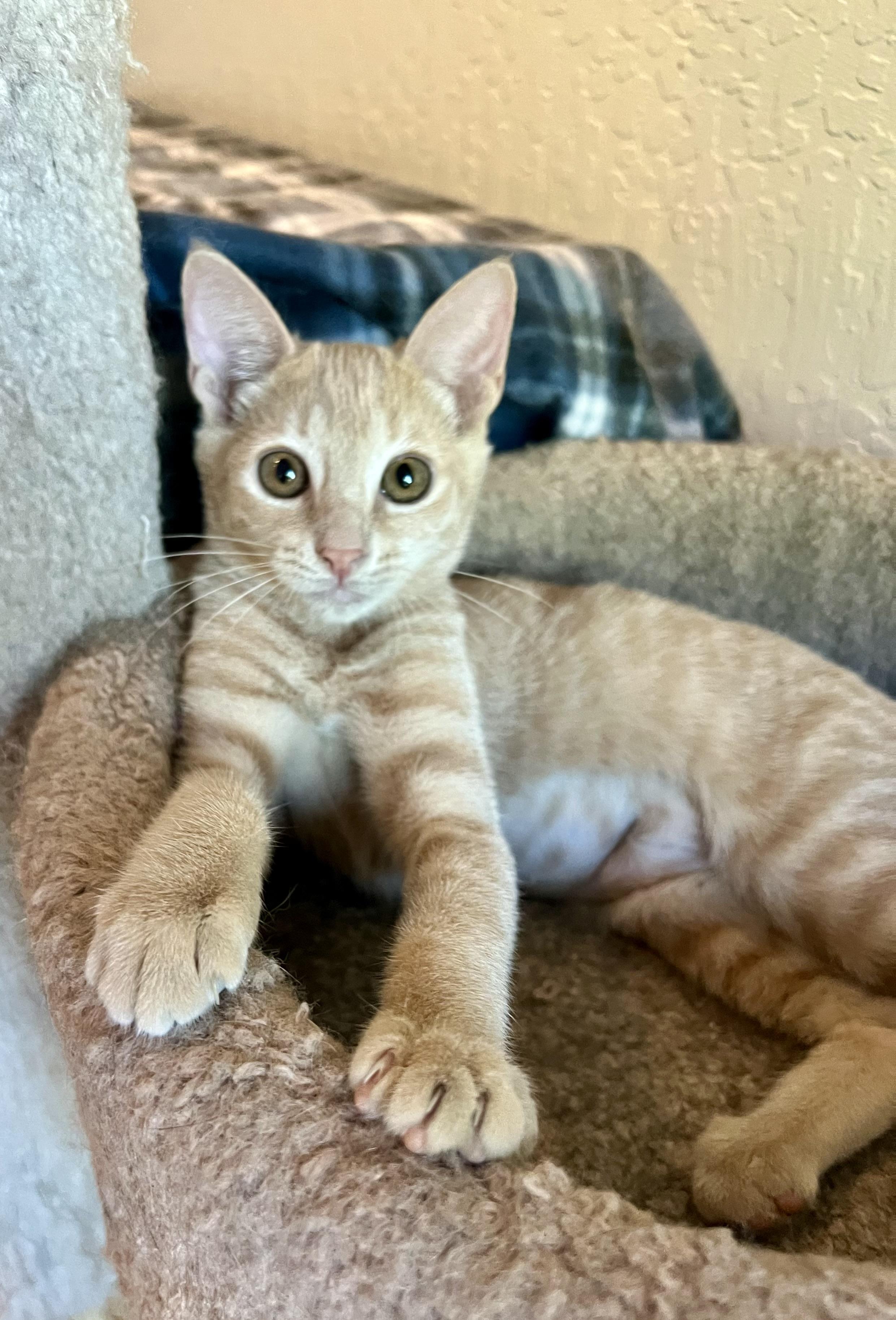 Enlarge Anya, a Adoptable Tabby in Oakley, CA image 1/1