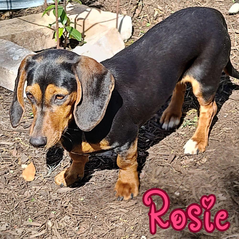 Rosie Clare, Adoptable, Adult Female Dachshund.