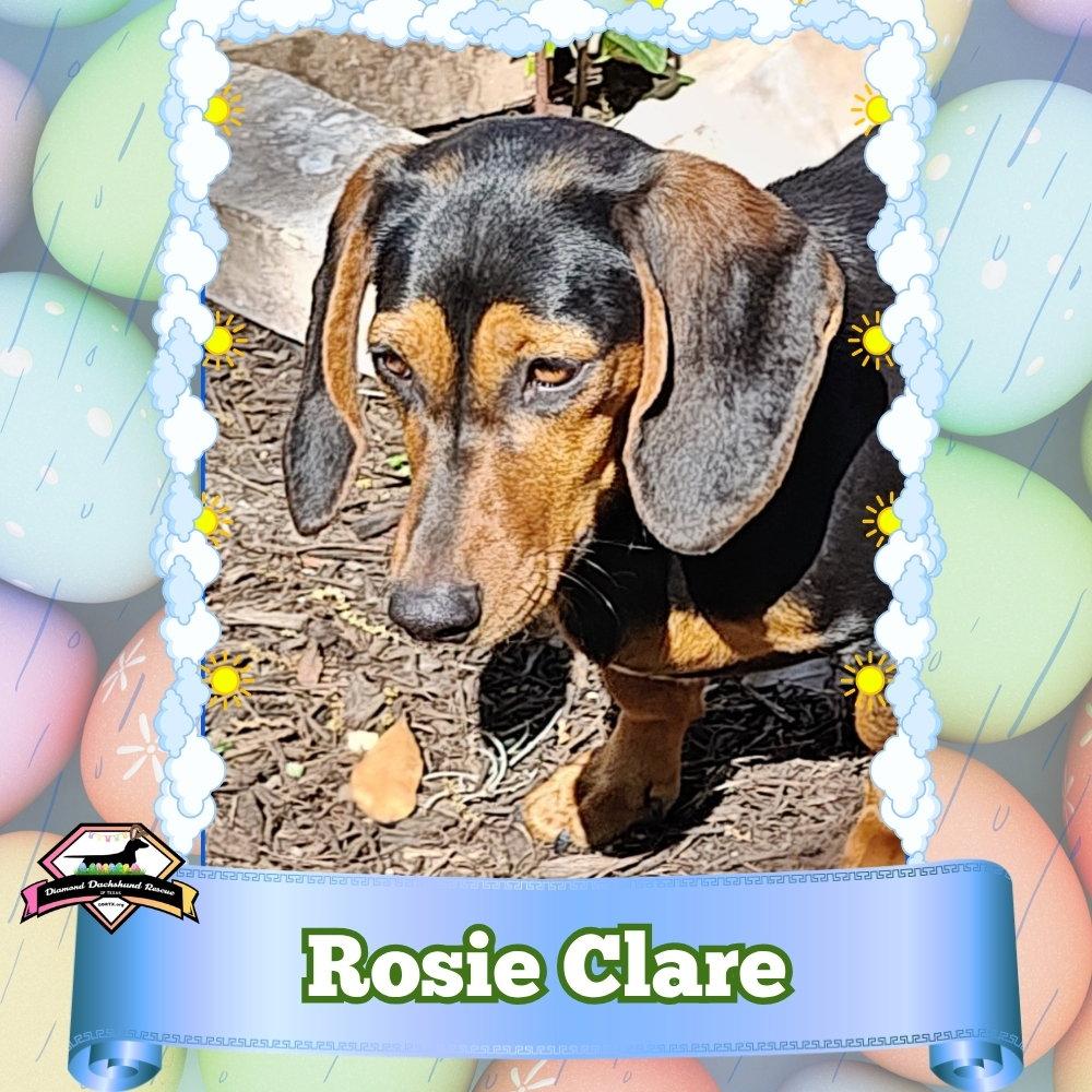 Enlarge Rosie Clare, a Adoptable Dachshund in San Antonio, TX image 2/2
