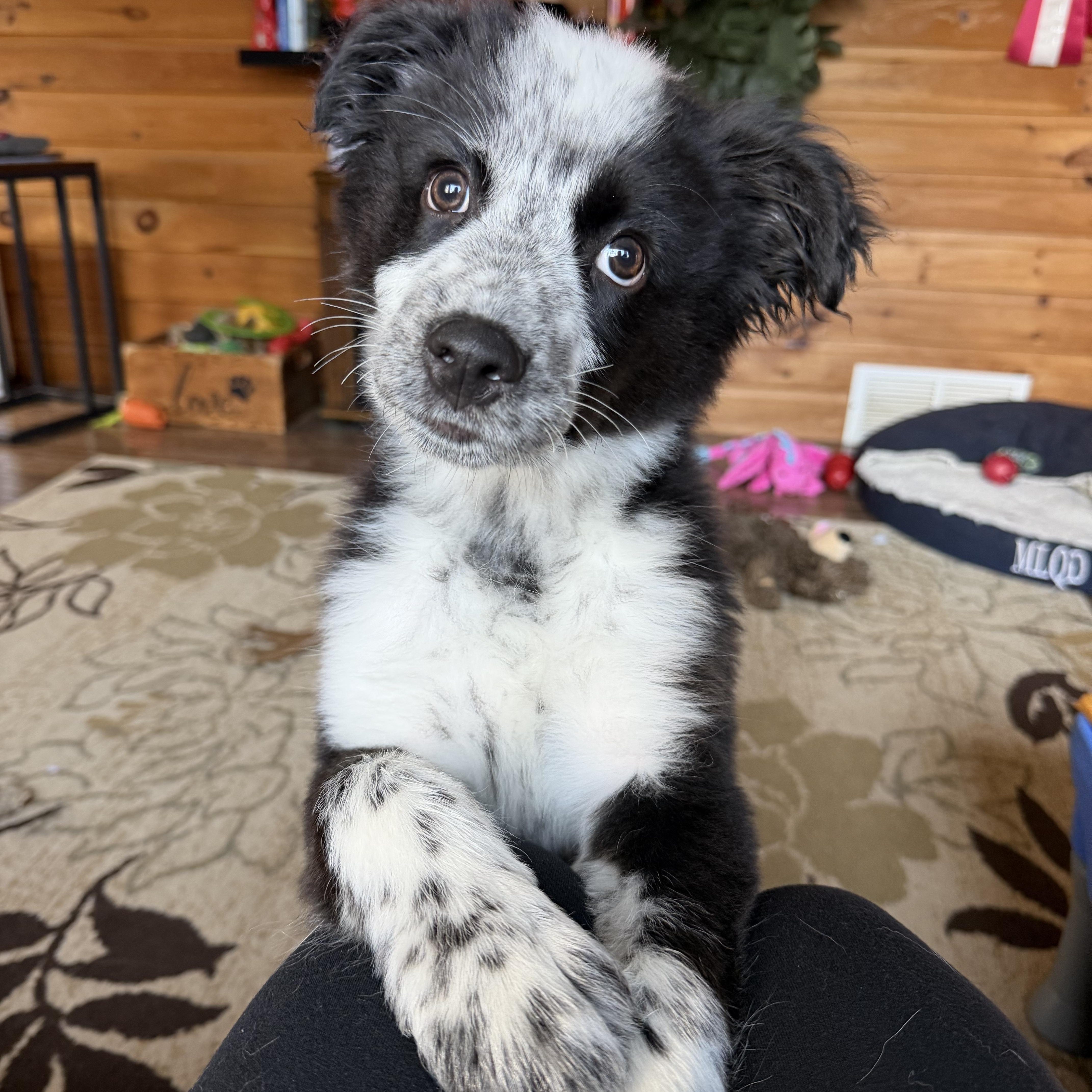 Enlarge Krunch, a Adoptable Australian Cattle Dog / Blue Heeler in Blakeslee, PA image 2/5