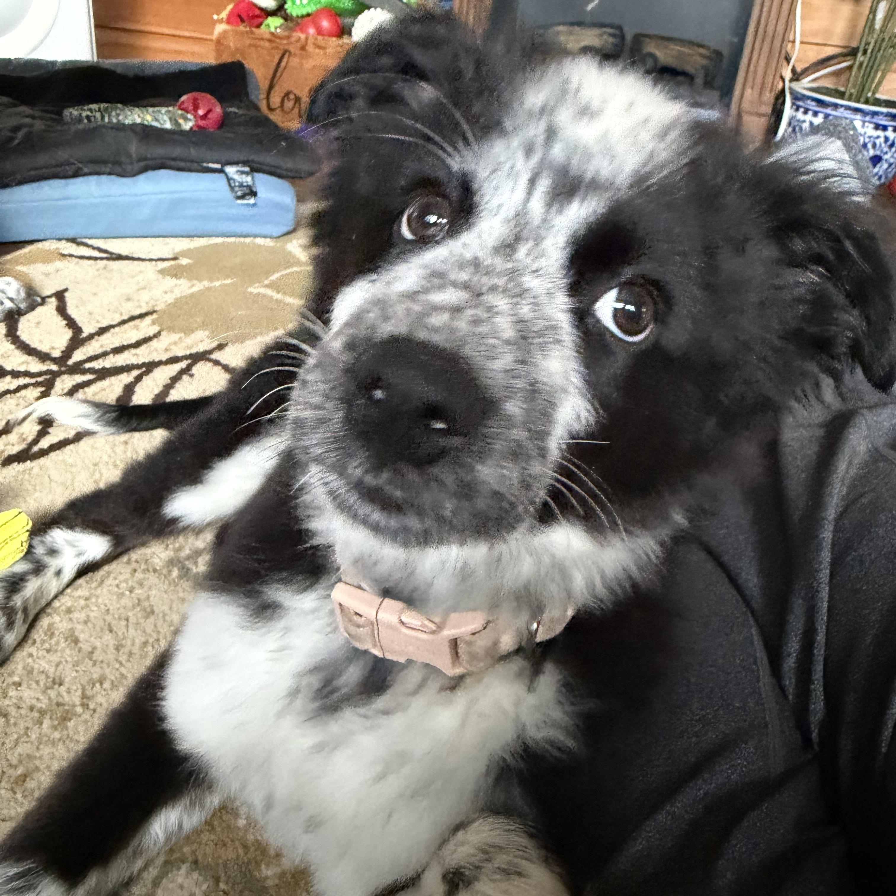 Krunch, Adoptable, Puppy Male Australian Cattle Dog / Blue Heeler.