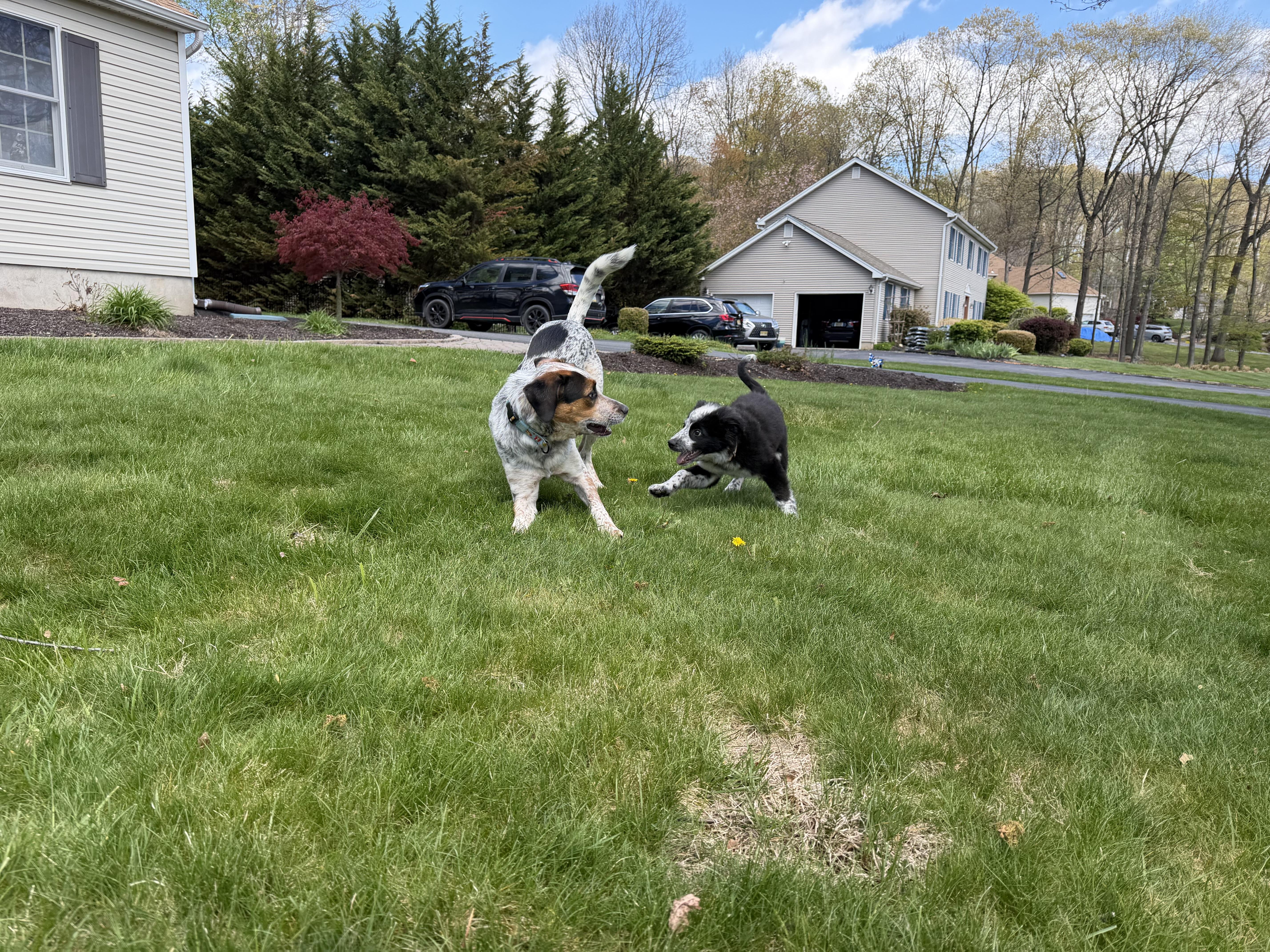 Enlarge Krunch, a Adoptable Australian Cattle Dog / Blue Heeler in Blakeslee, PA image 4/5