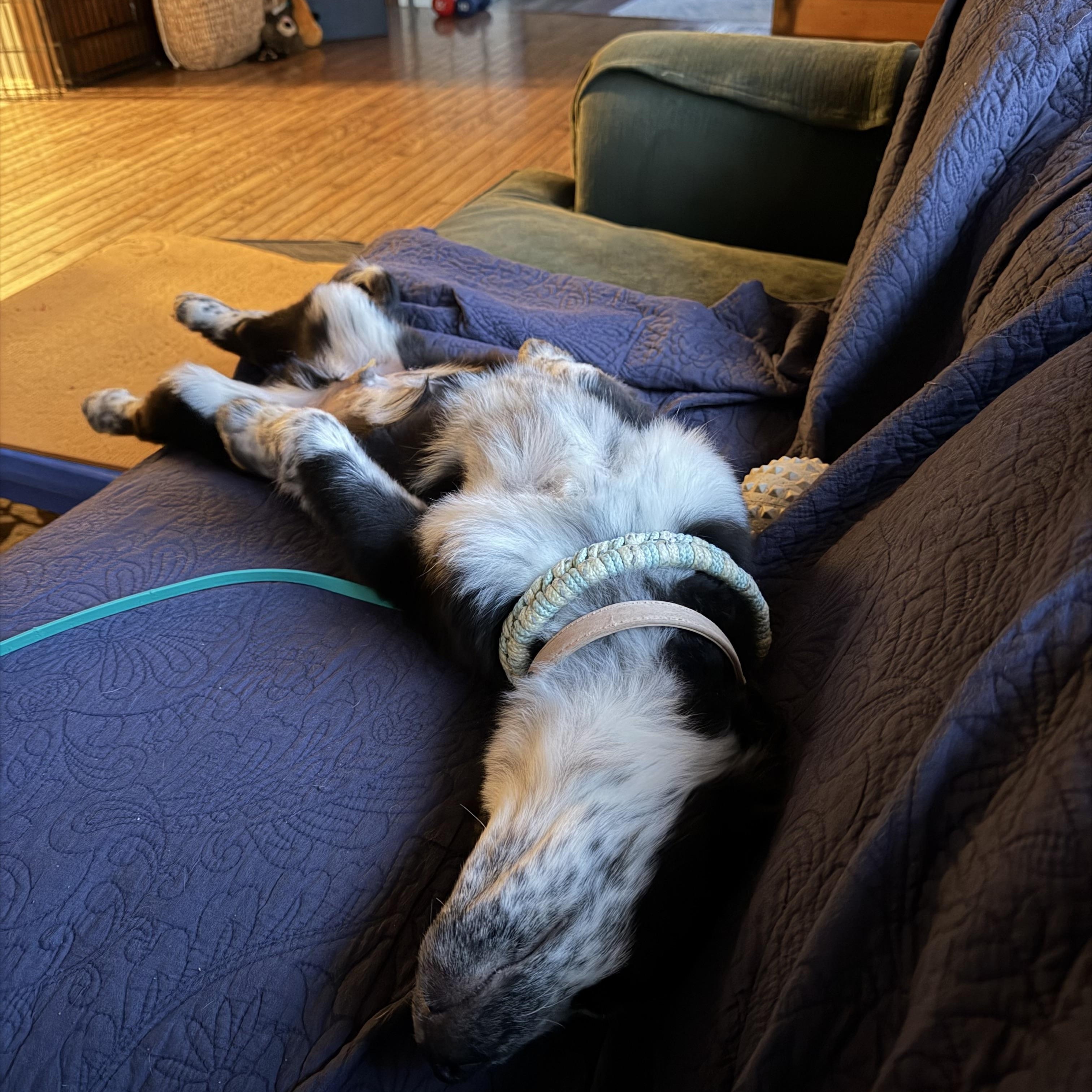 Enlarge Krunch, a Adoptable Australian Cattle Dog / Blue Heeler in Blakeslee, PA image 5/5