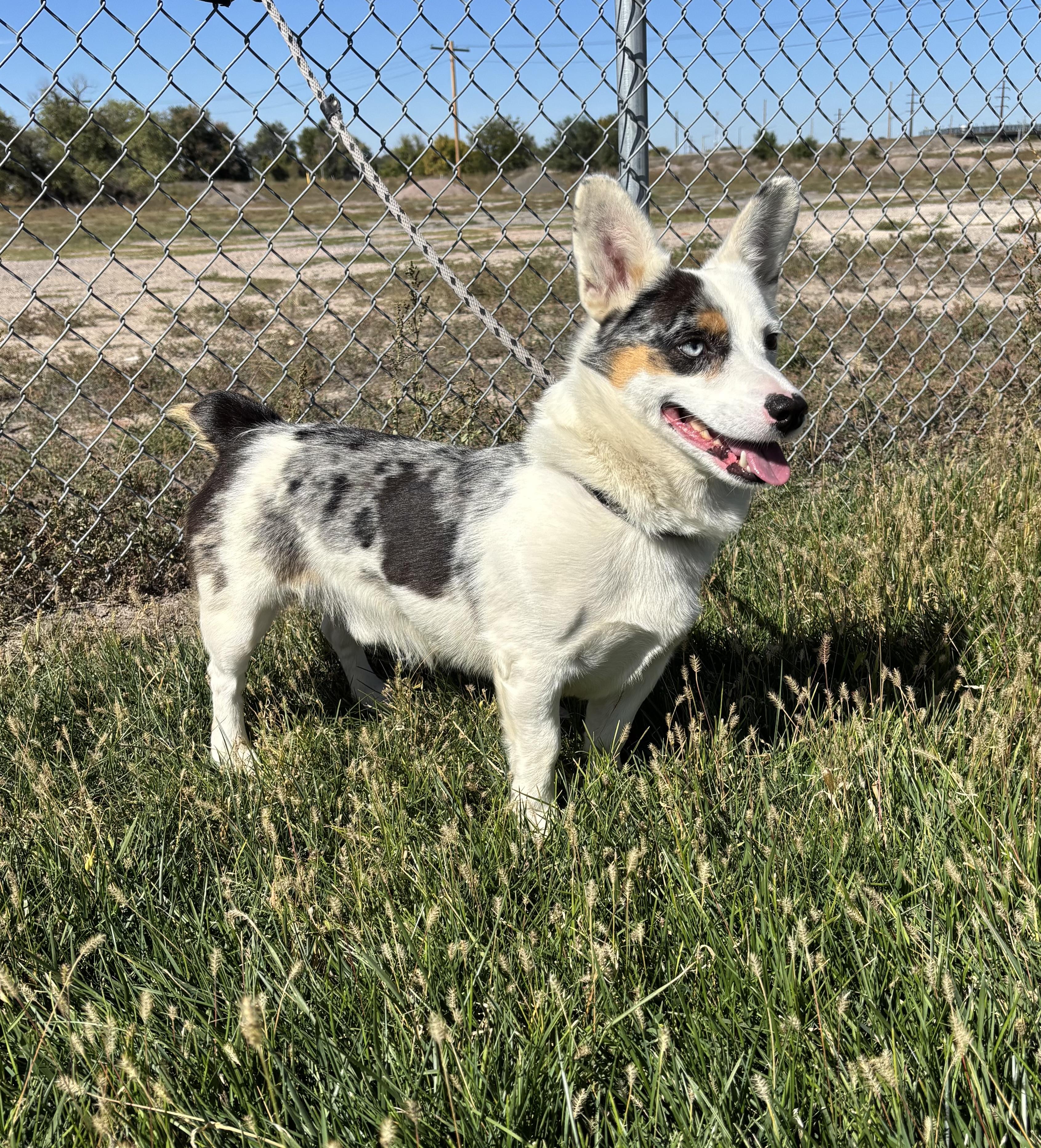 Enlarge Rico, a Adoptable mixed breed in Torrington, WY image 2/3