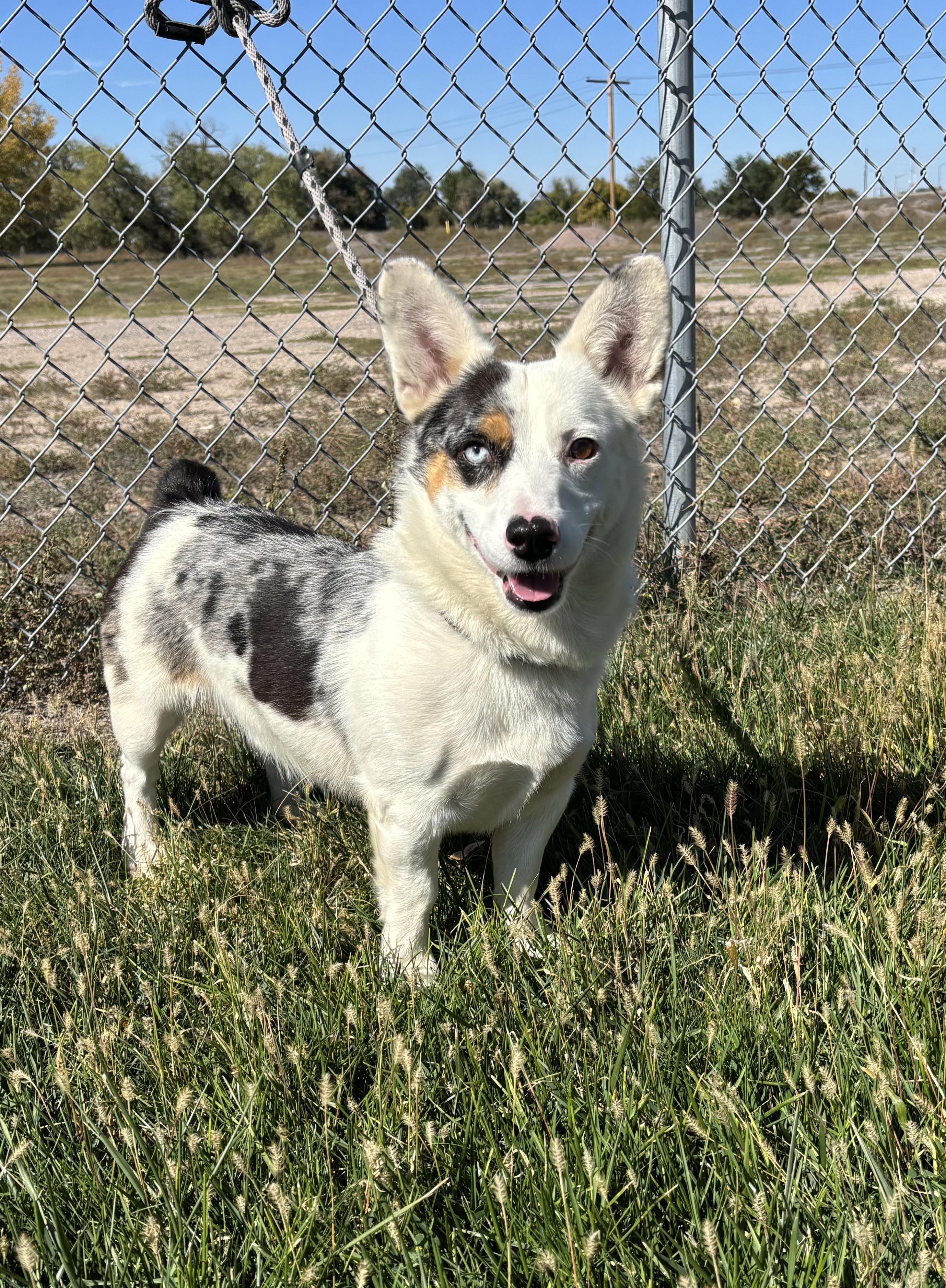 Enlarge Rico, a Adoptable mixed breed in Torrington, WY image 1/3