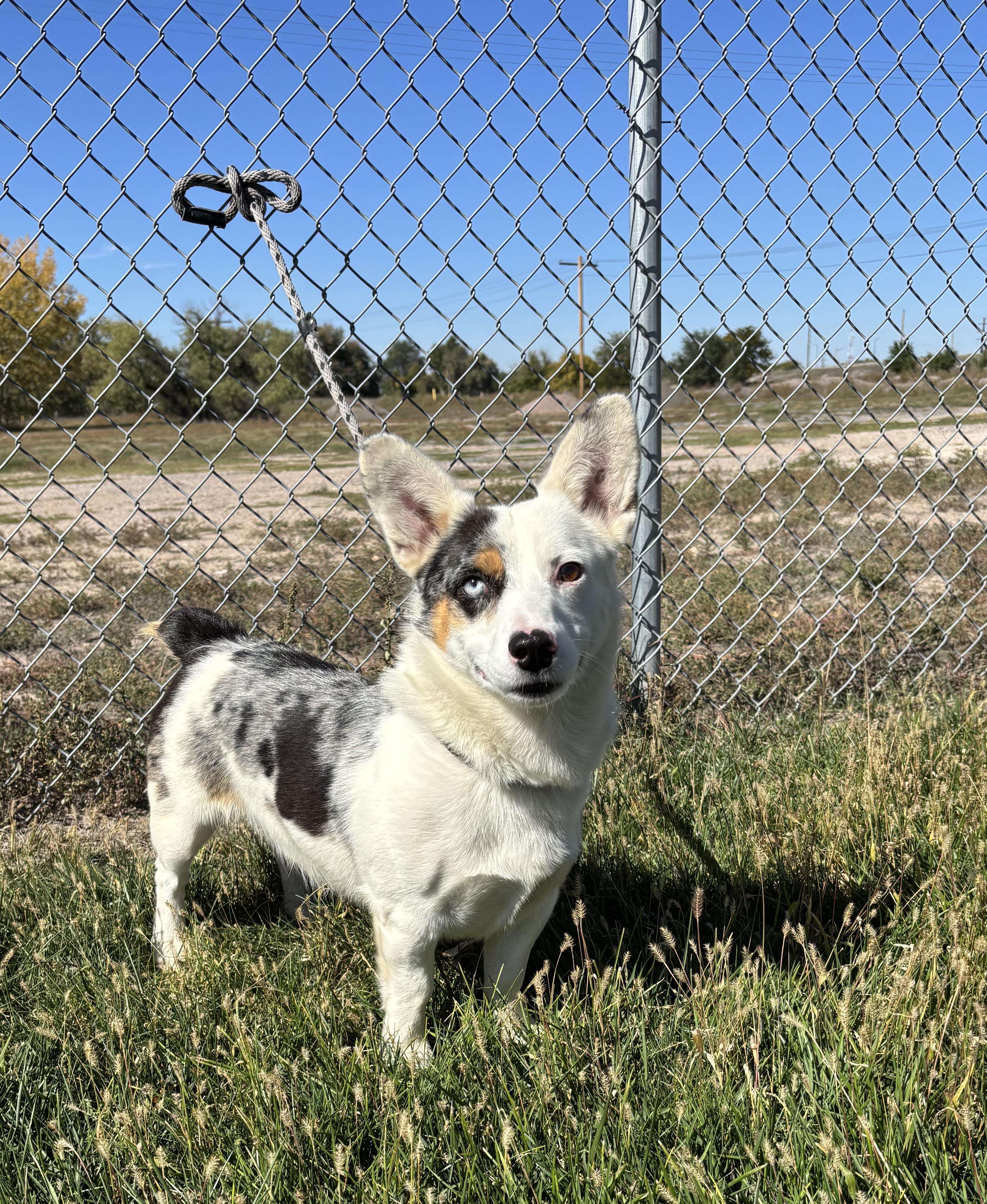 Enlarge Rico, a Adoptable mixed breed in Torrington, WY image 3/3