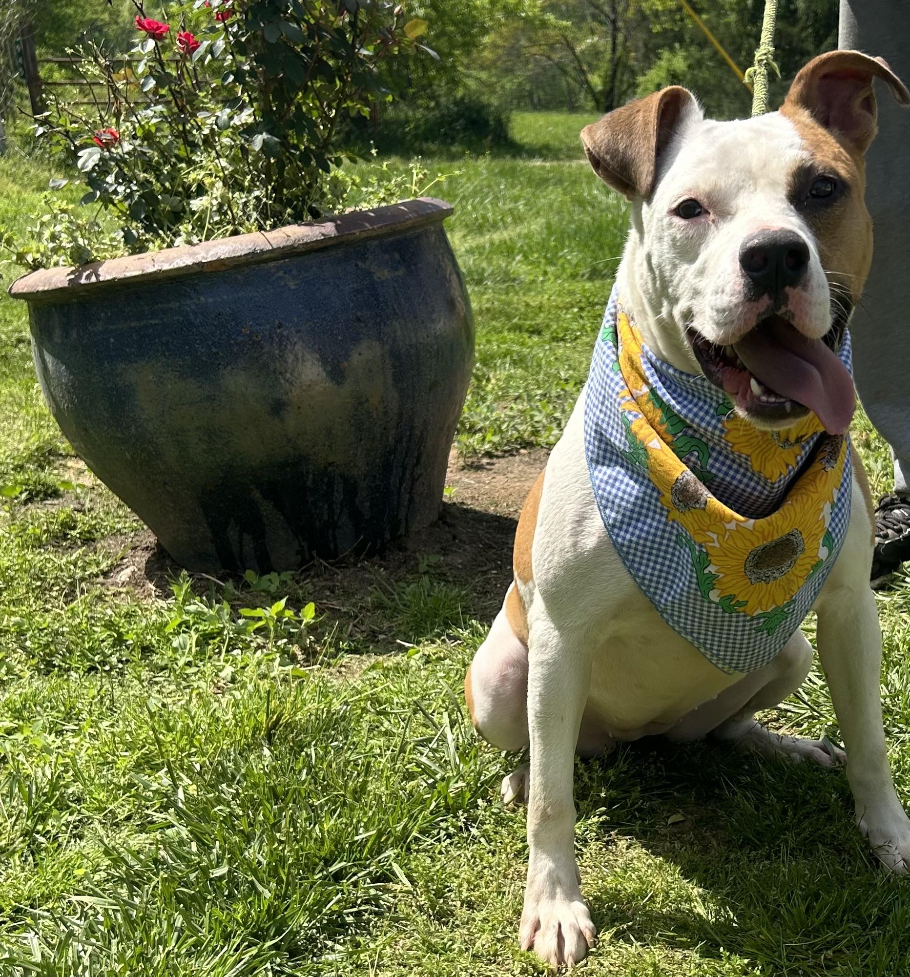 Enlarge Dove, a Adoptable mixed breed in Scottsville, KY image 1/6