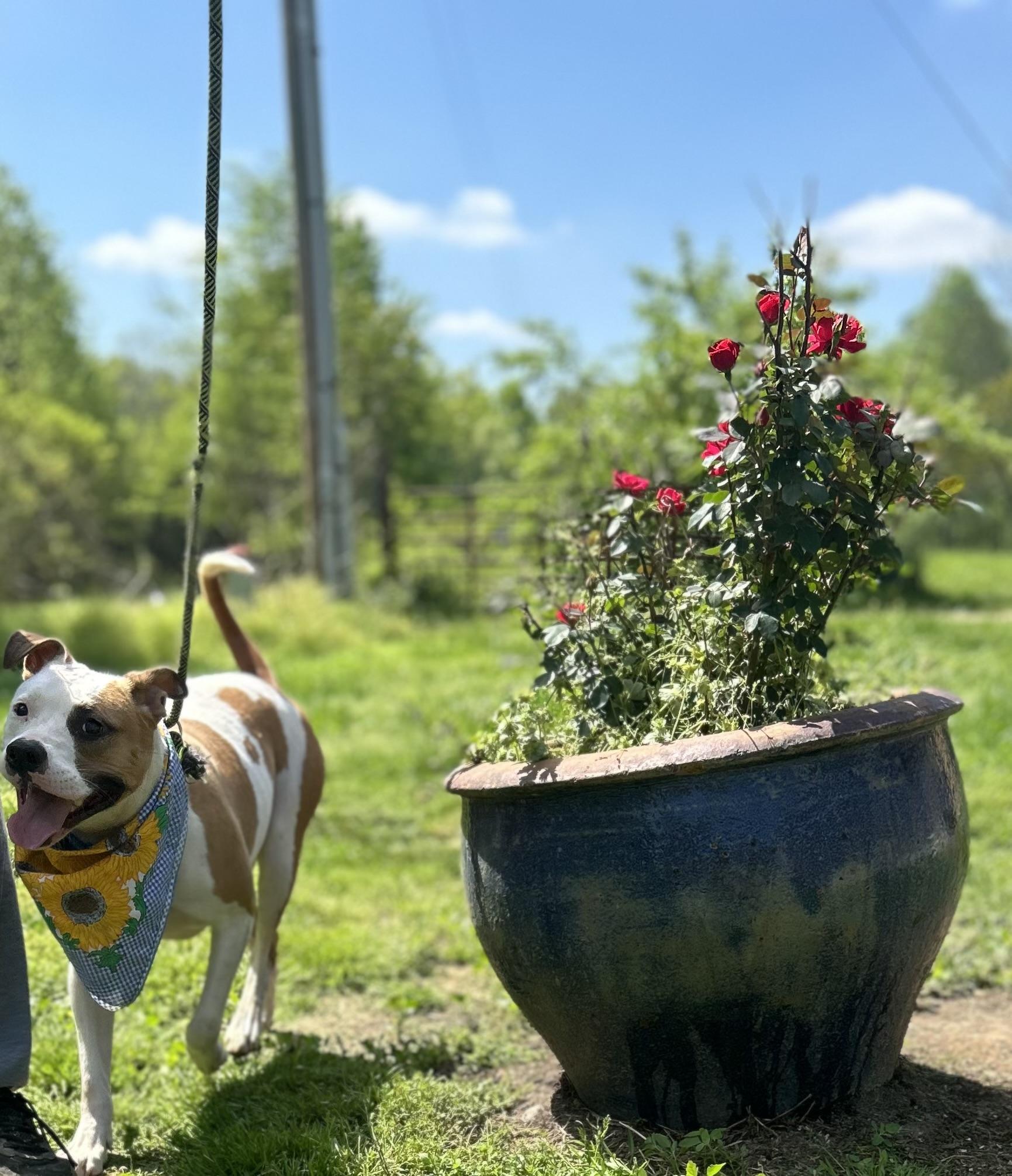Enlarge Dove, a Adoptable mixed breed in Scottsville, KY image 2/6