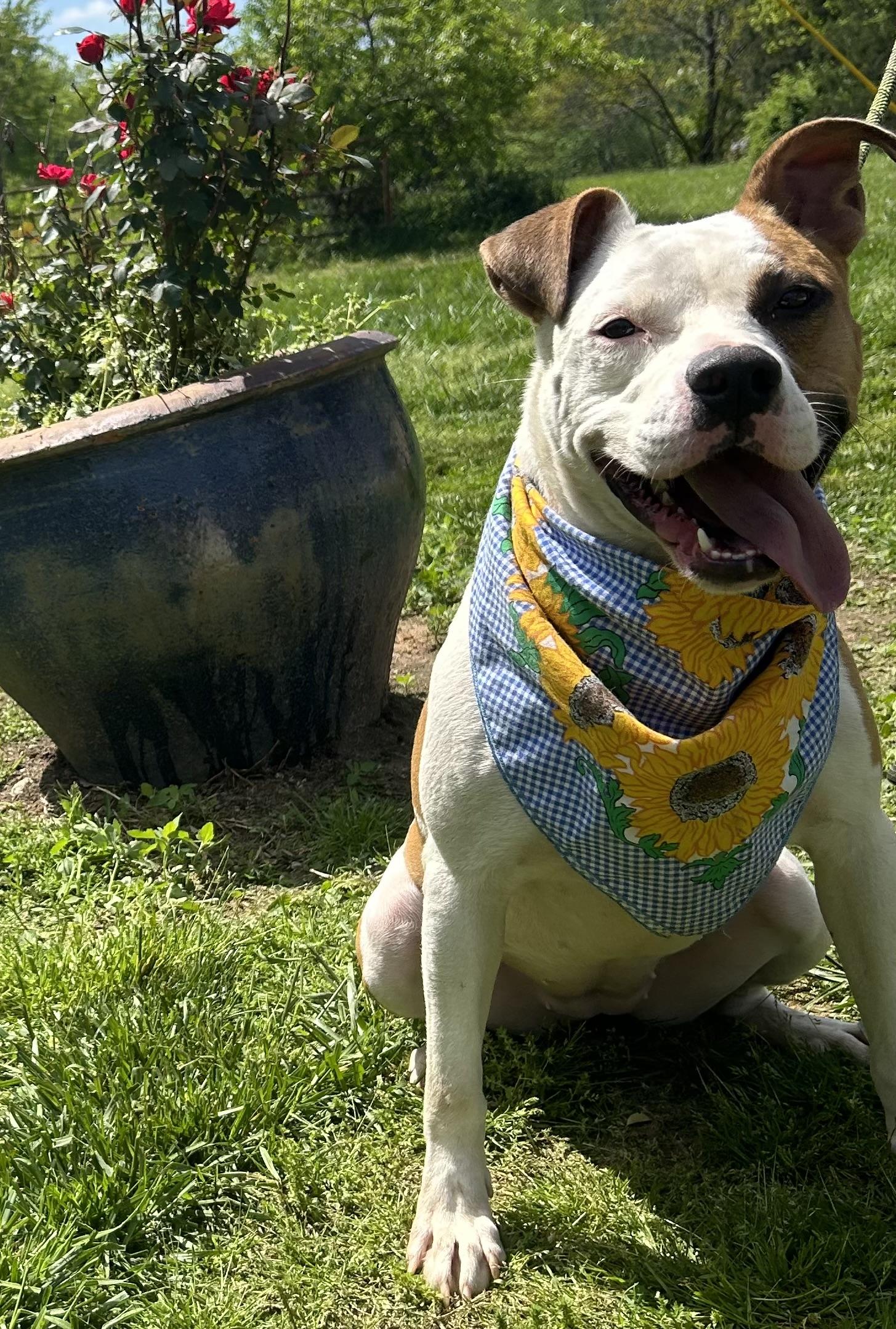Enlarge Dove, a Adoptable mixed breed in Scottsville, KY image 3/6