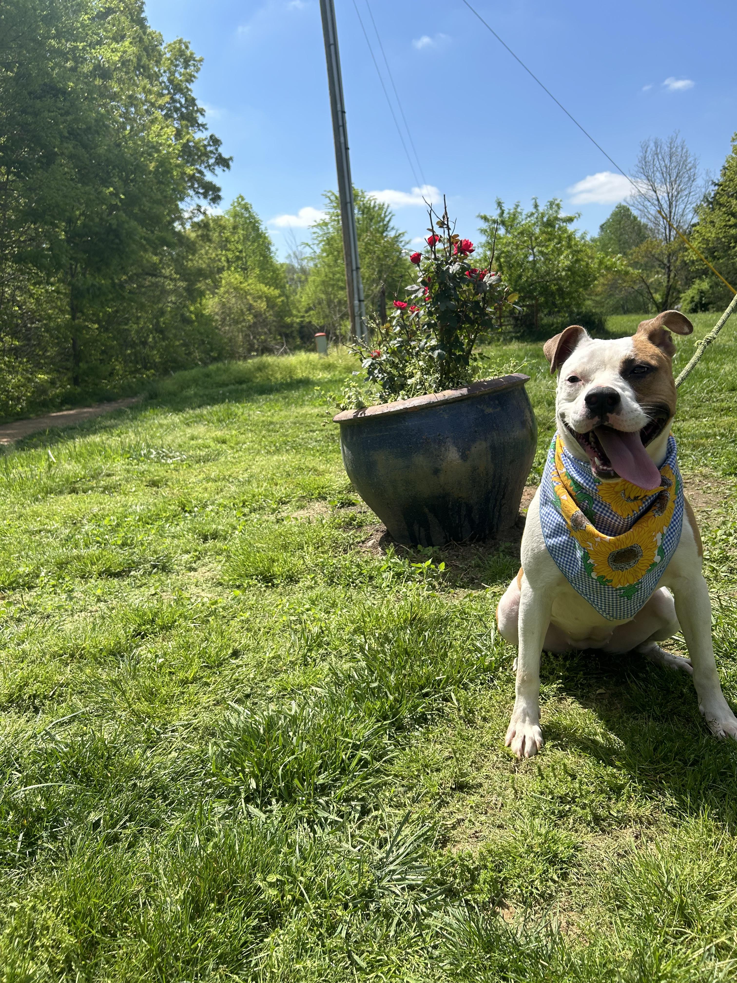Enlarge Dove, a Adoptable mixed breed in Scottsville, KY image 4/6