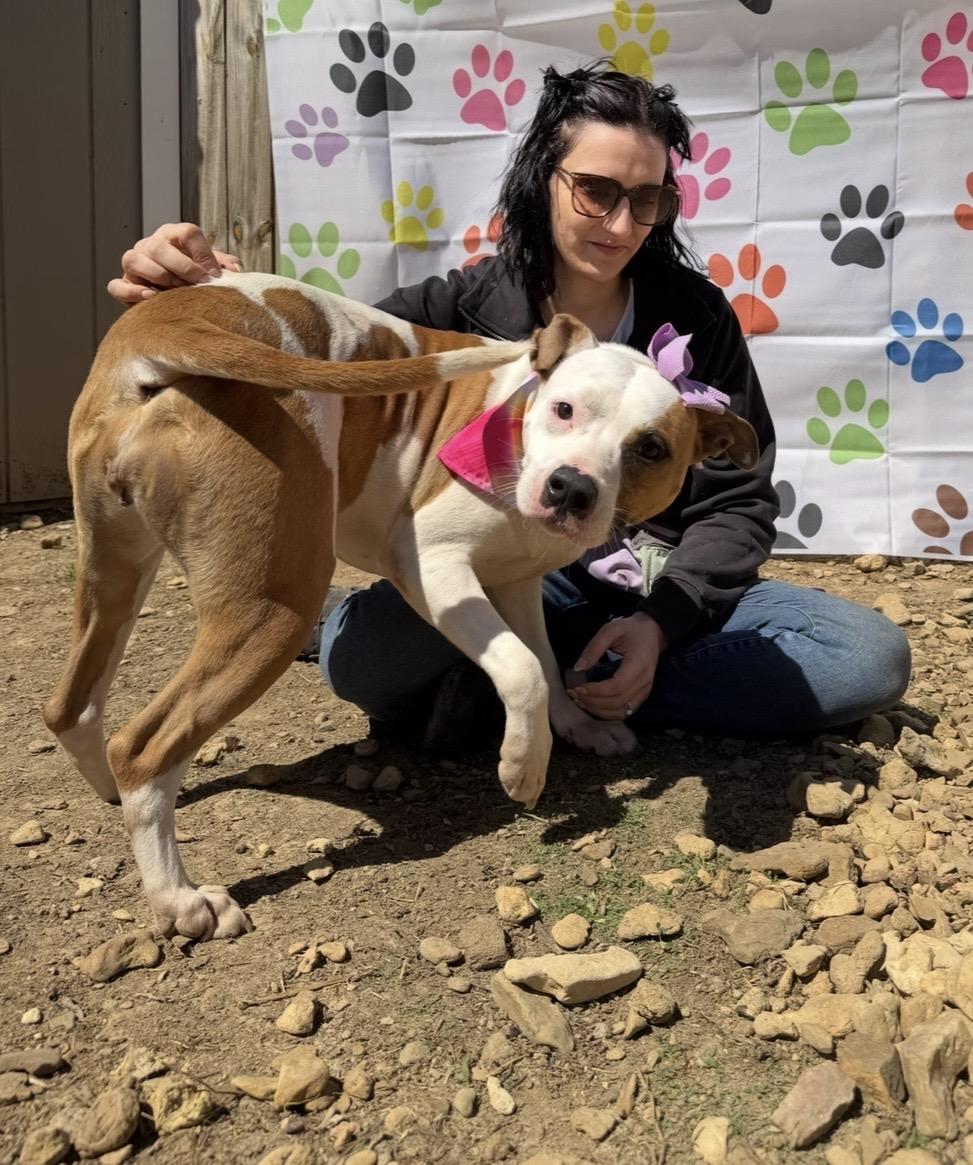 Enlarge Dove, a Adoptable mixed breed in Scottsville, KY image 5/5