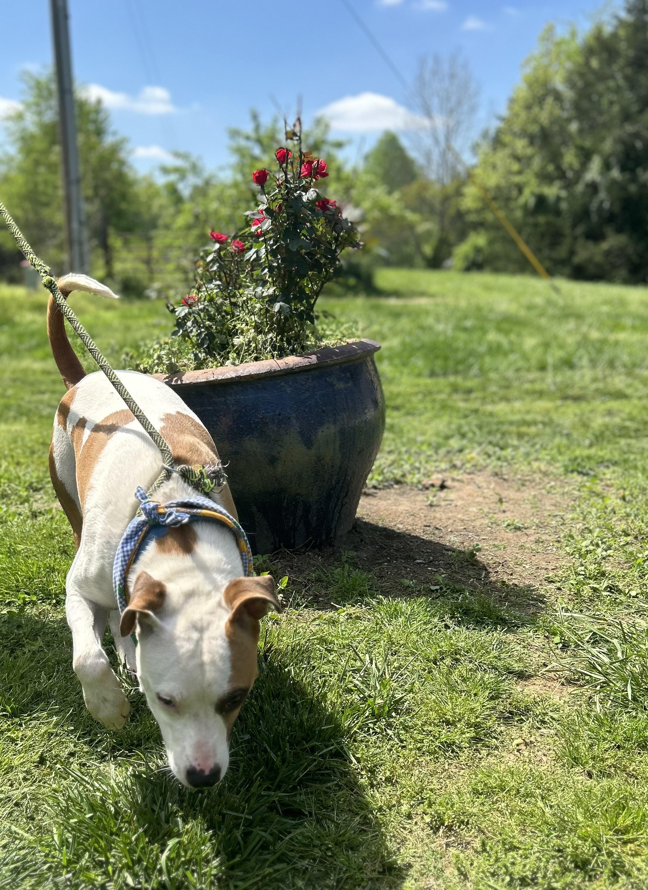 Enlarge Dove, a Adoptable mixed breed in Scottsville, KY image 5/6