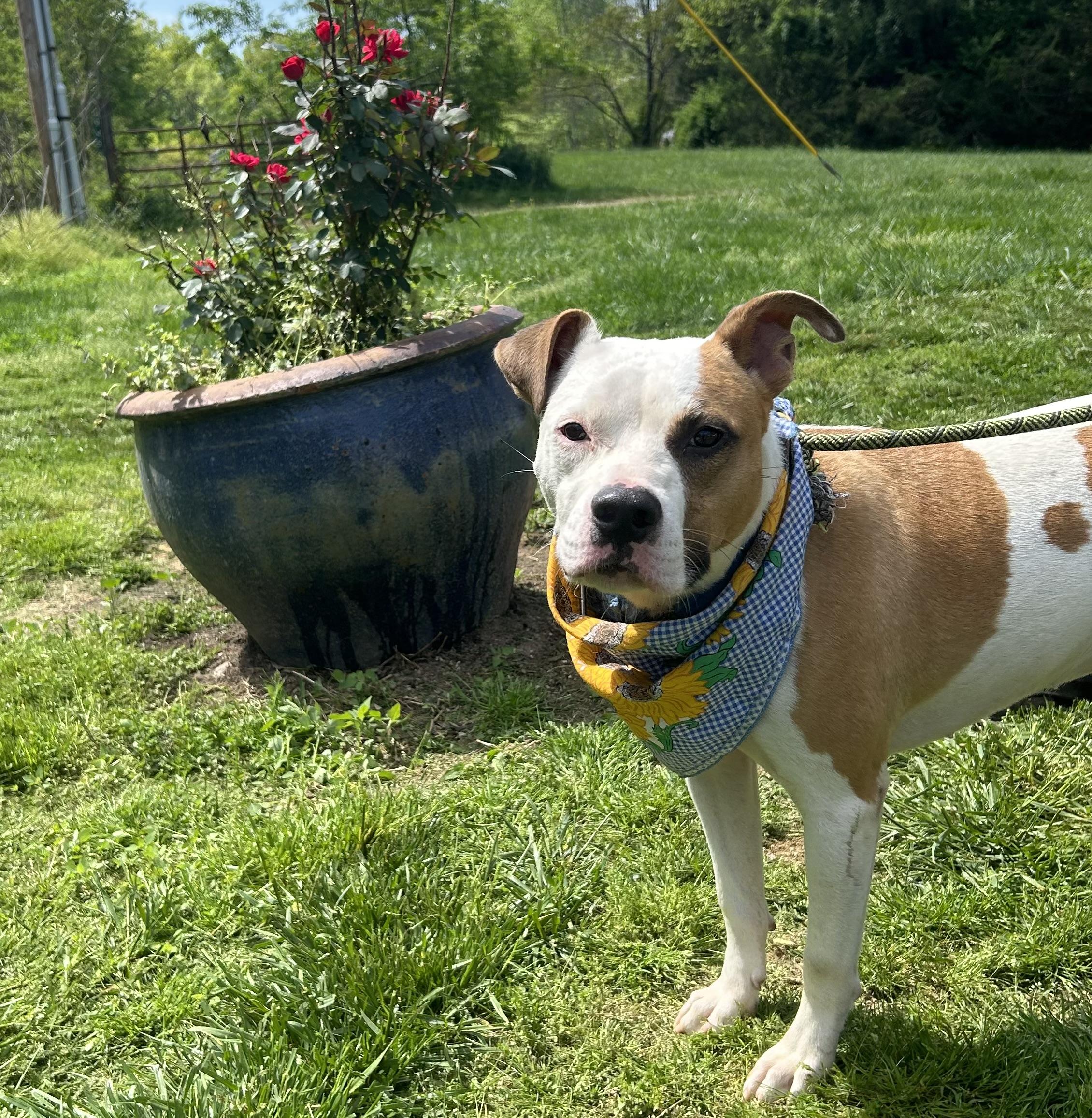 Enlarge Dove, a Adoptable mixed breed in Scottsville, KY image 6/6