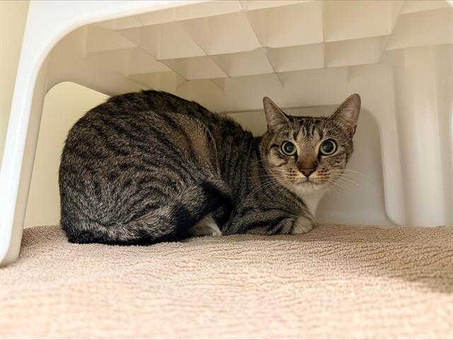 SPRING, Adoptable, Young Female Domestic Short Hair.