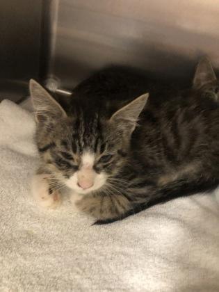 Hiro, Adoptable, Kitten Male Domestic Short Hair & Domestic Short Hair.