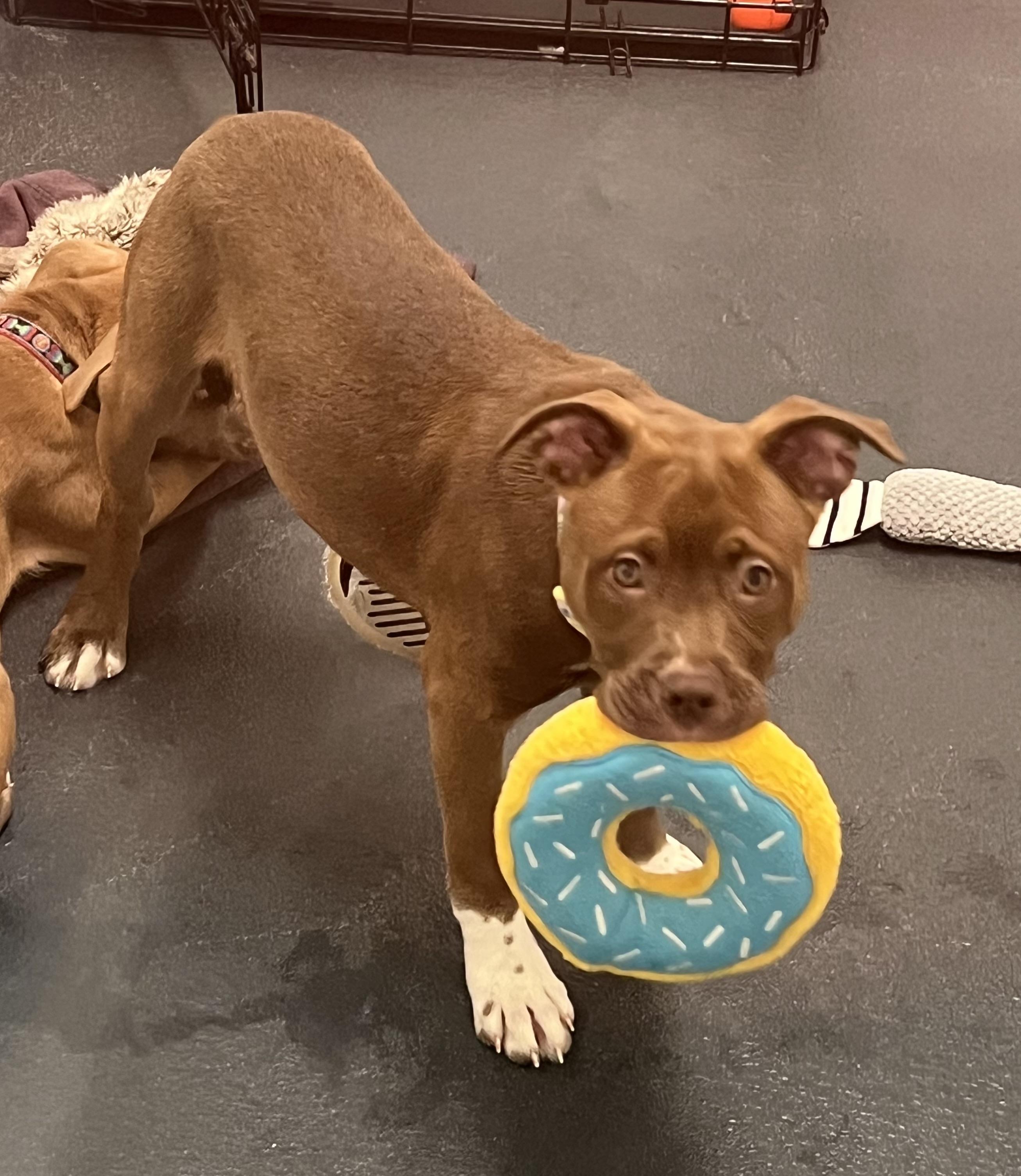 Enlarge Chocolate, a ADOPTABLE mixed breed in Ithaca, NY image 5/6