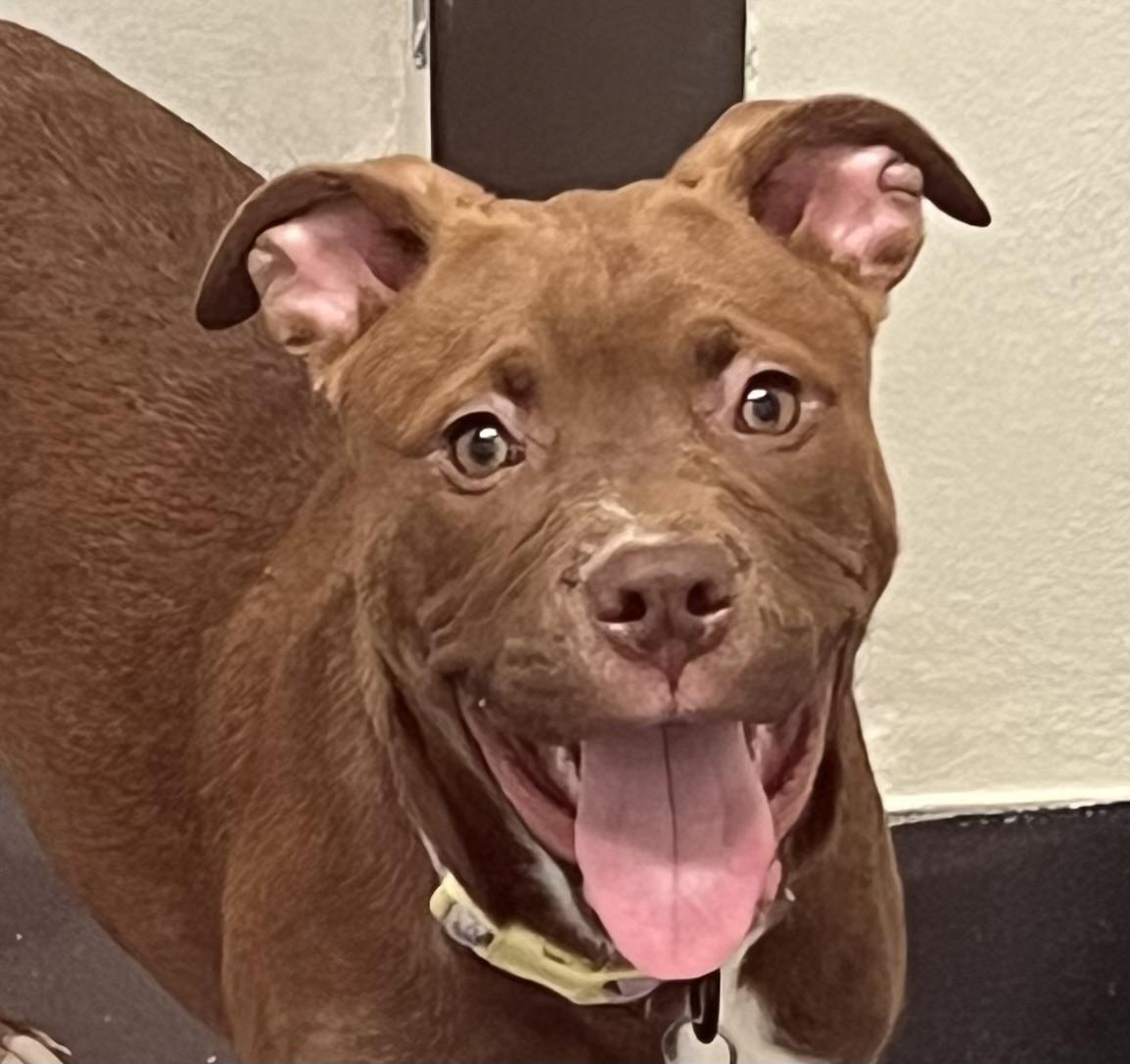 Enlarge Chocolate, a ADOPTABLE mixed breed in Ithaca, NY image 1/6
