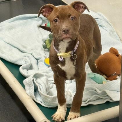 Enlarge Chocolate, a ADOPTABLE mixed breed in Ithaca, NY image 4/6