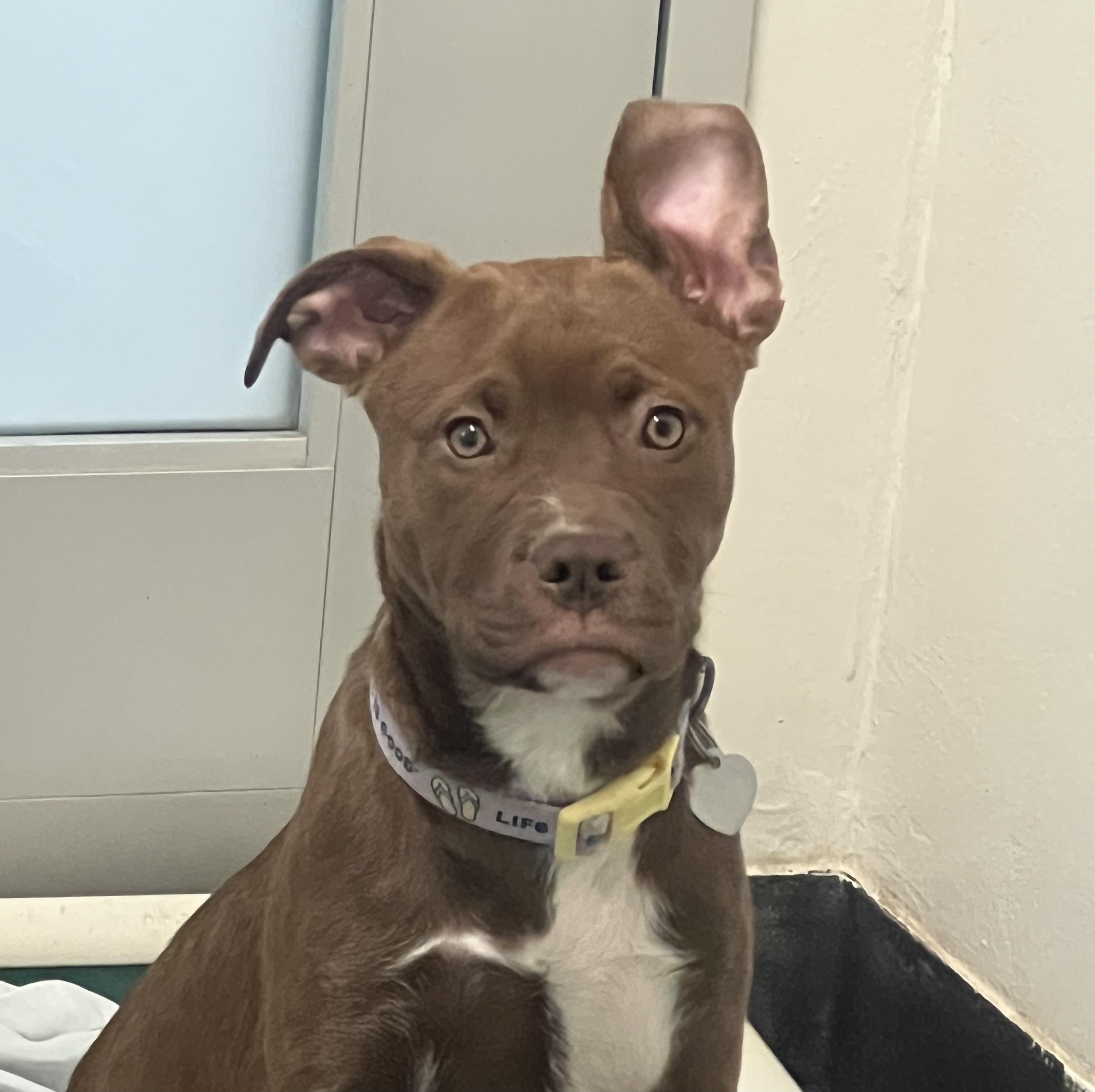 Enlarge Chocolate, a ADOPTABLE mixed breed in Ithaca, NY image 2/6