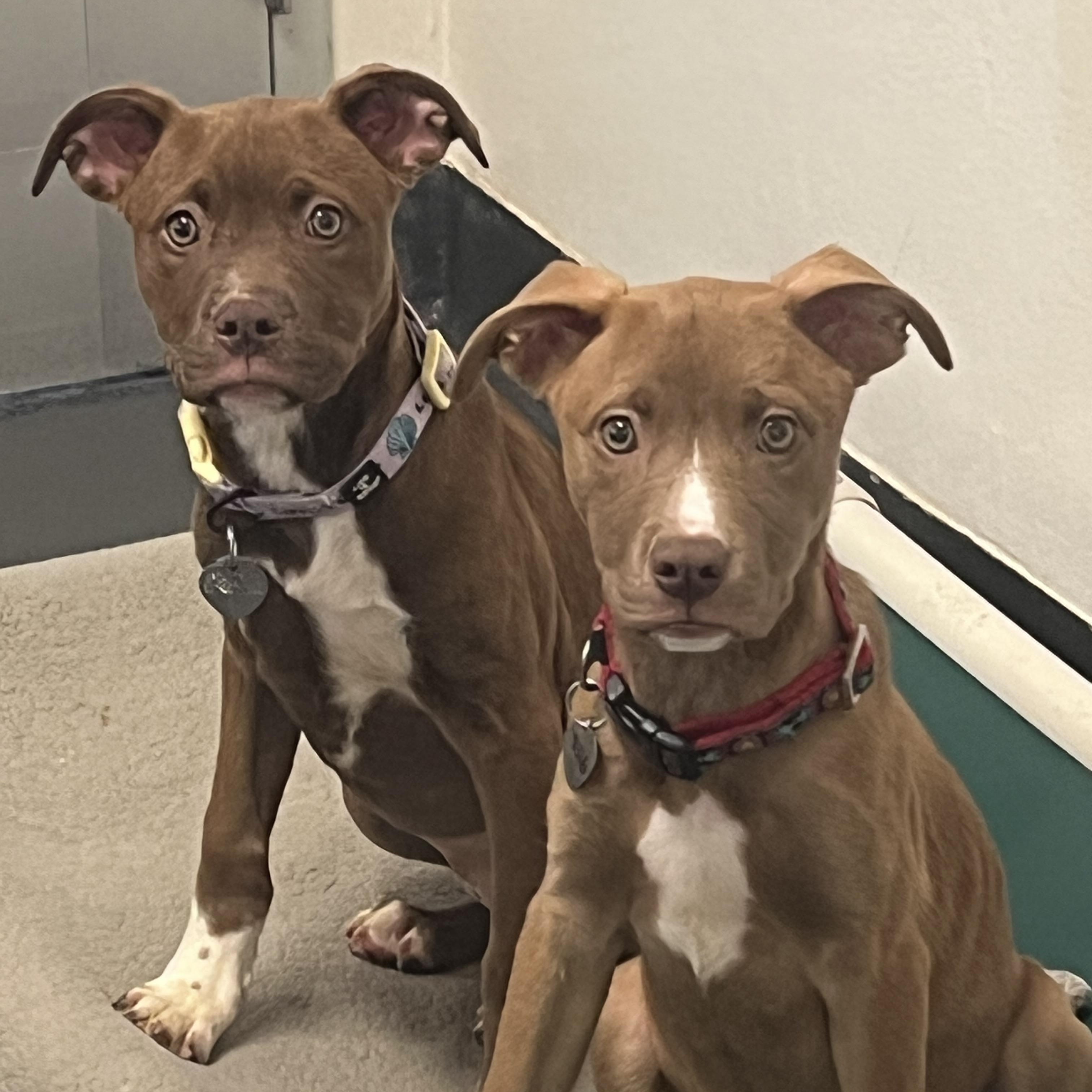 Enlarge Chocolate, a ADOPTABLE mixed breed in Ithaca, NY image 3/6