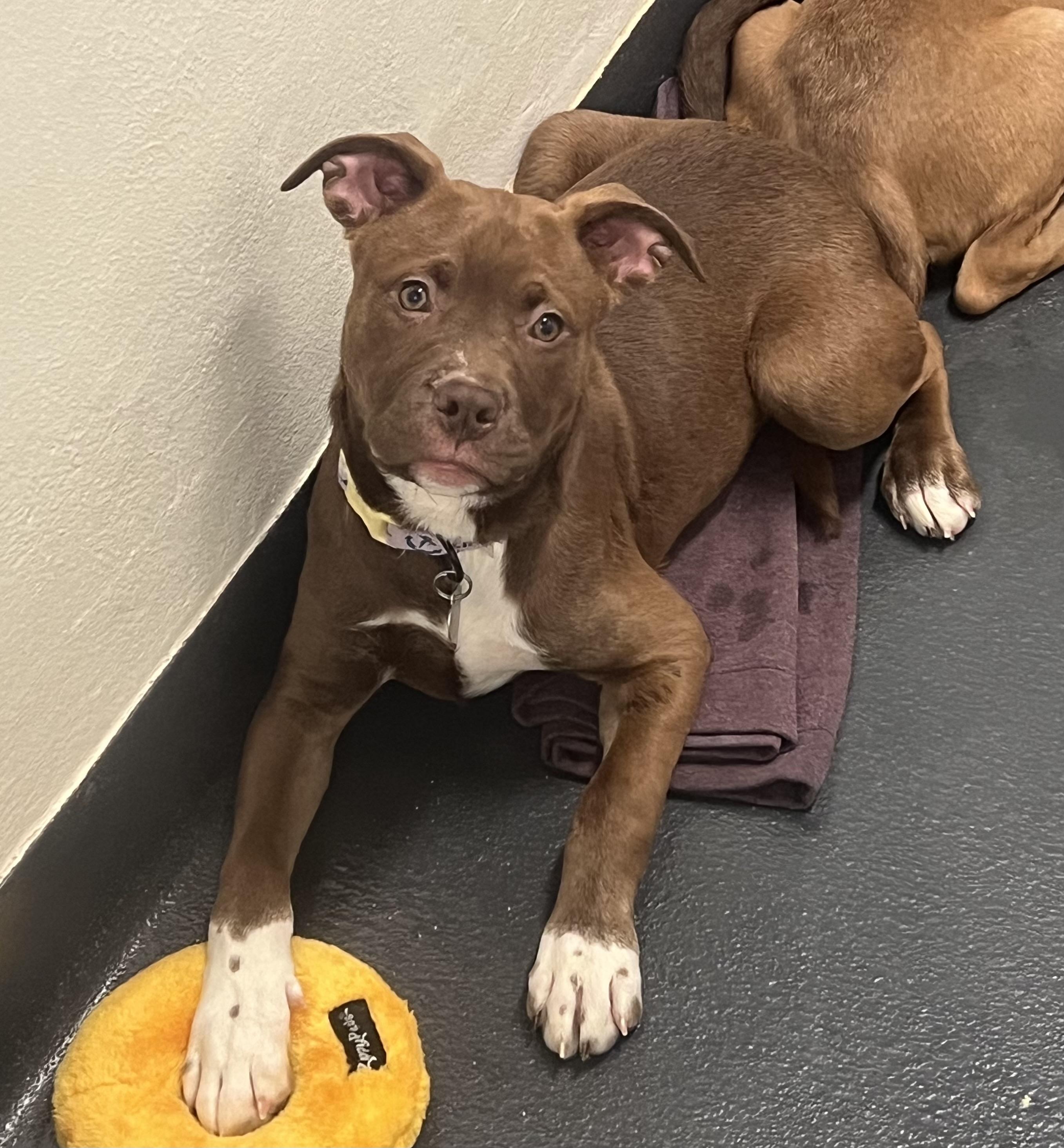 Enlarge Chocolate, a ADOPTABLE mixed breed in Ithaca, NY image 6/6