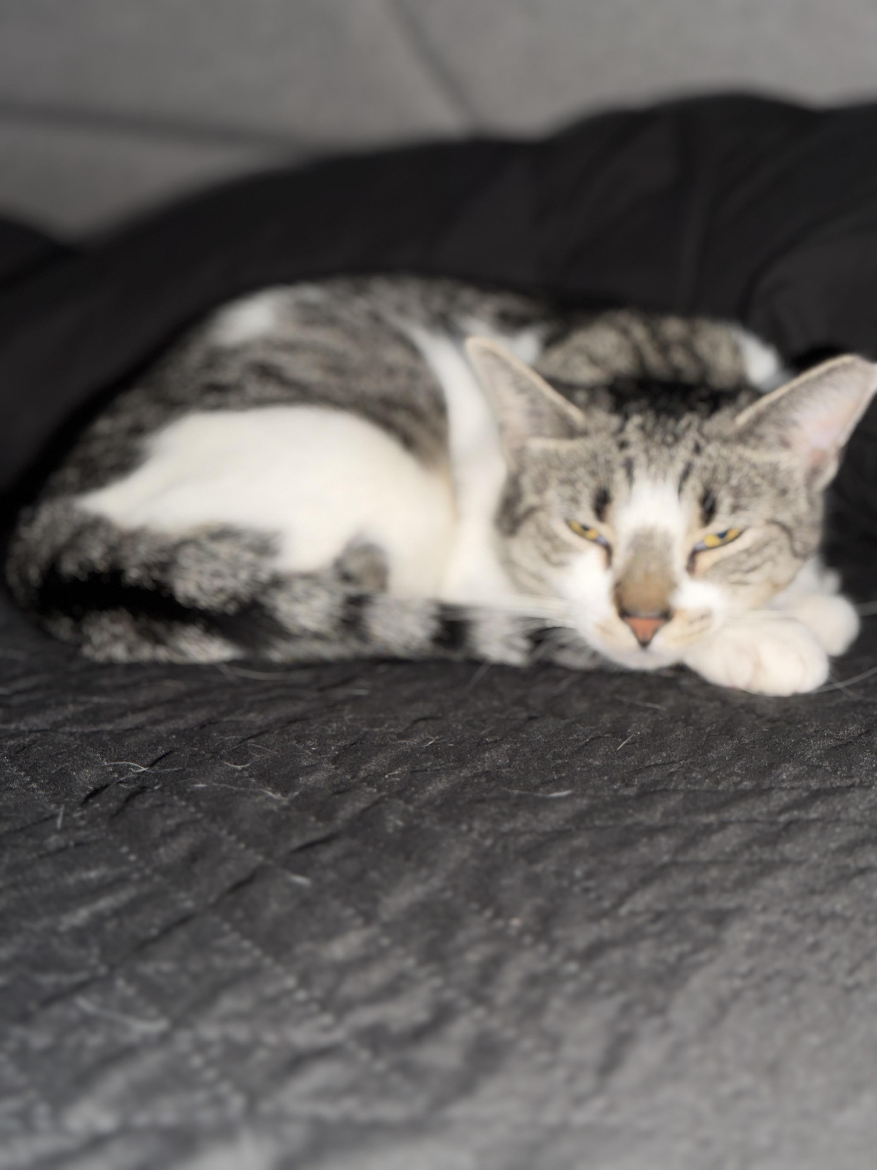 Enlarge Truffle, a ADOPTABLE Domestic Short Hair in Flanders, NJ image 2/5