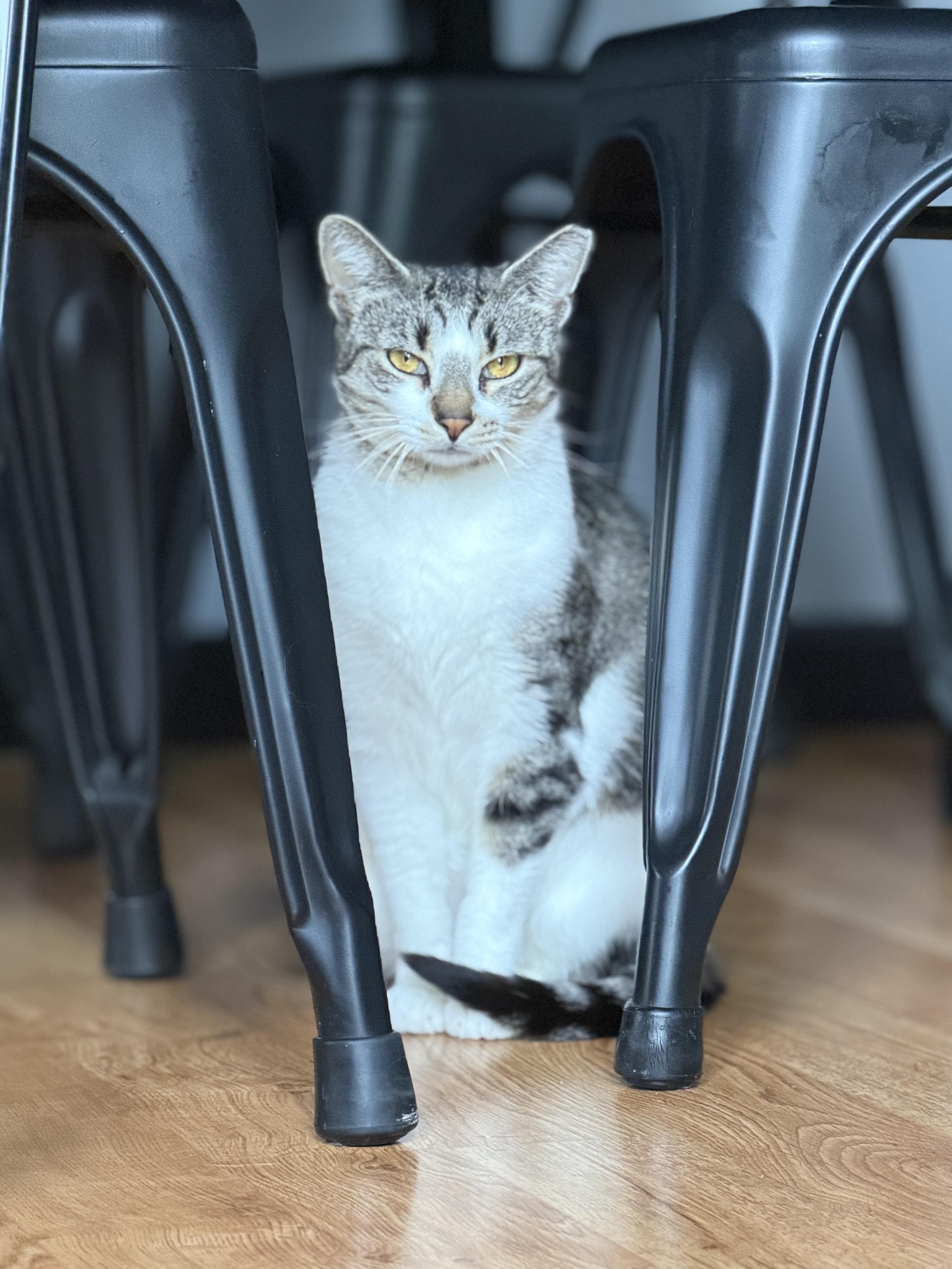 Truffle, ADOPTABLE, Adult Female Domestic Short Hair.
