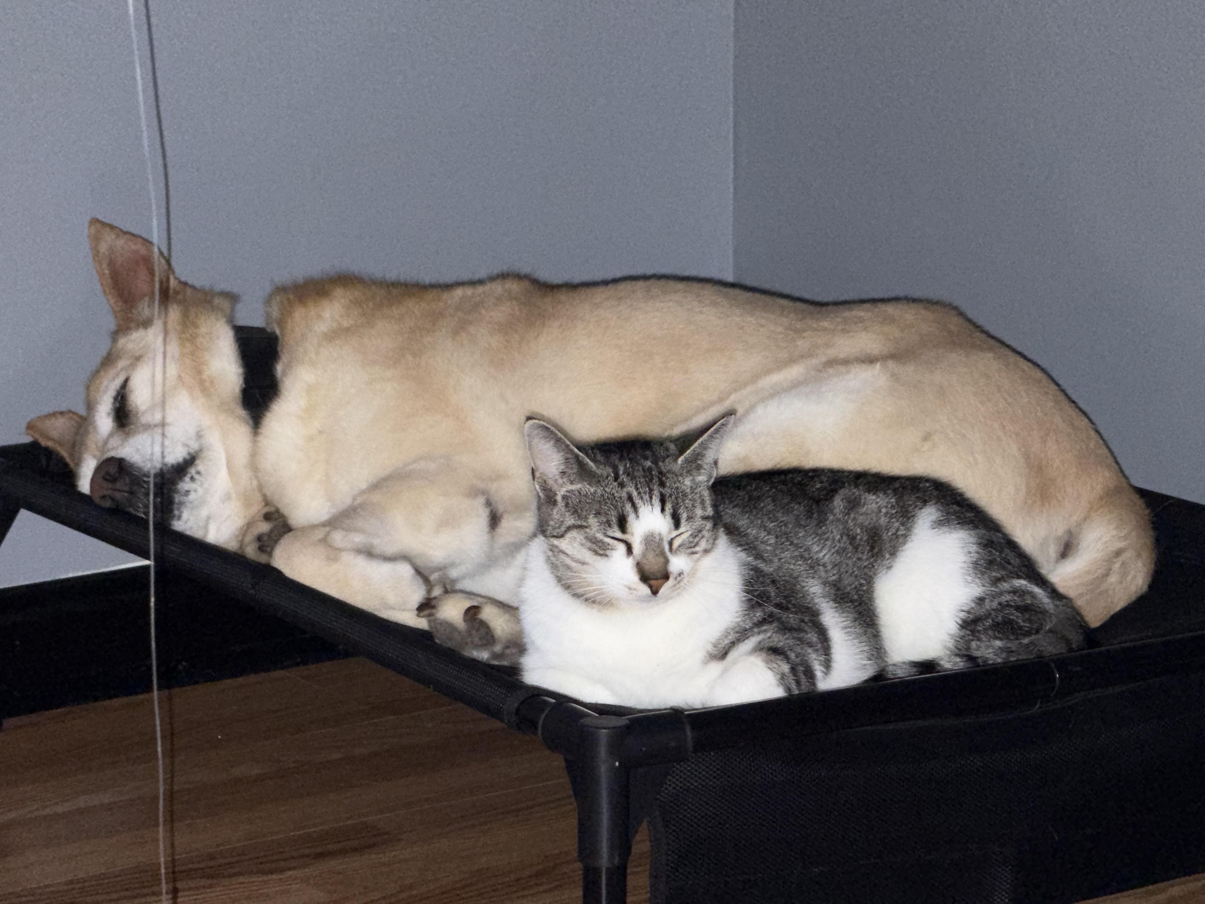 Enlarge Truffle, a ADOPTABLE Domestic Short Hair in Flanders, NJ image 5/5