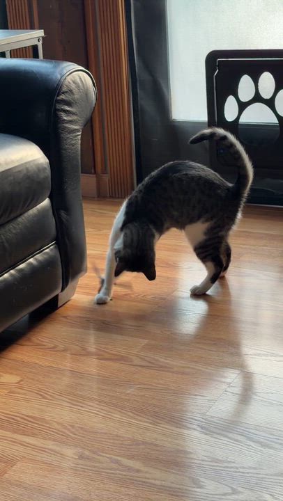 Enlarge Truffle, a ADOPTABLE Domestic Short Hair in Flanders, NJ video 3/5