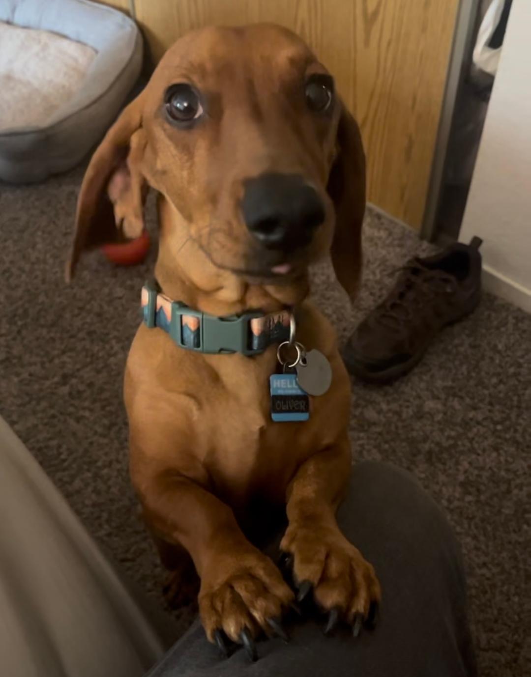 Oliver - Las Vegas, a Adoptable Dachshund in Los Angeles, CA image 1/3