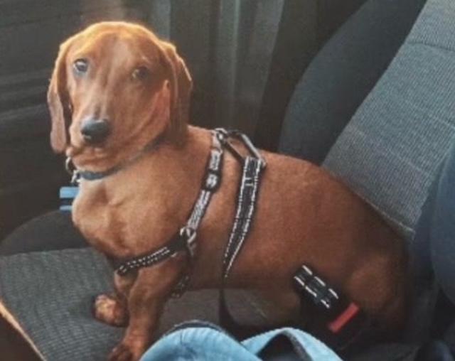 Oliver - Las Vegas, a Adoptable Dachshund in Los Angeles, CA image 2/3