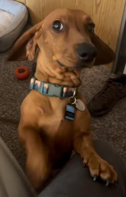 Oliver - Las Vegas, a Adoptable Dachshund in Los Angeles, CA image 3/3