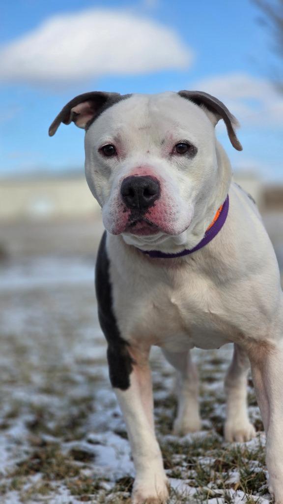 Gucci, Adoptable, Adult Male Pit Bull Terrier.