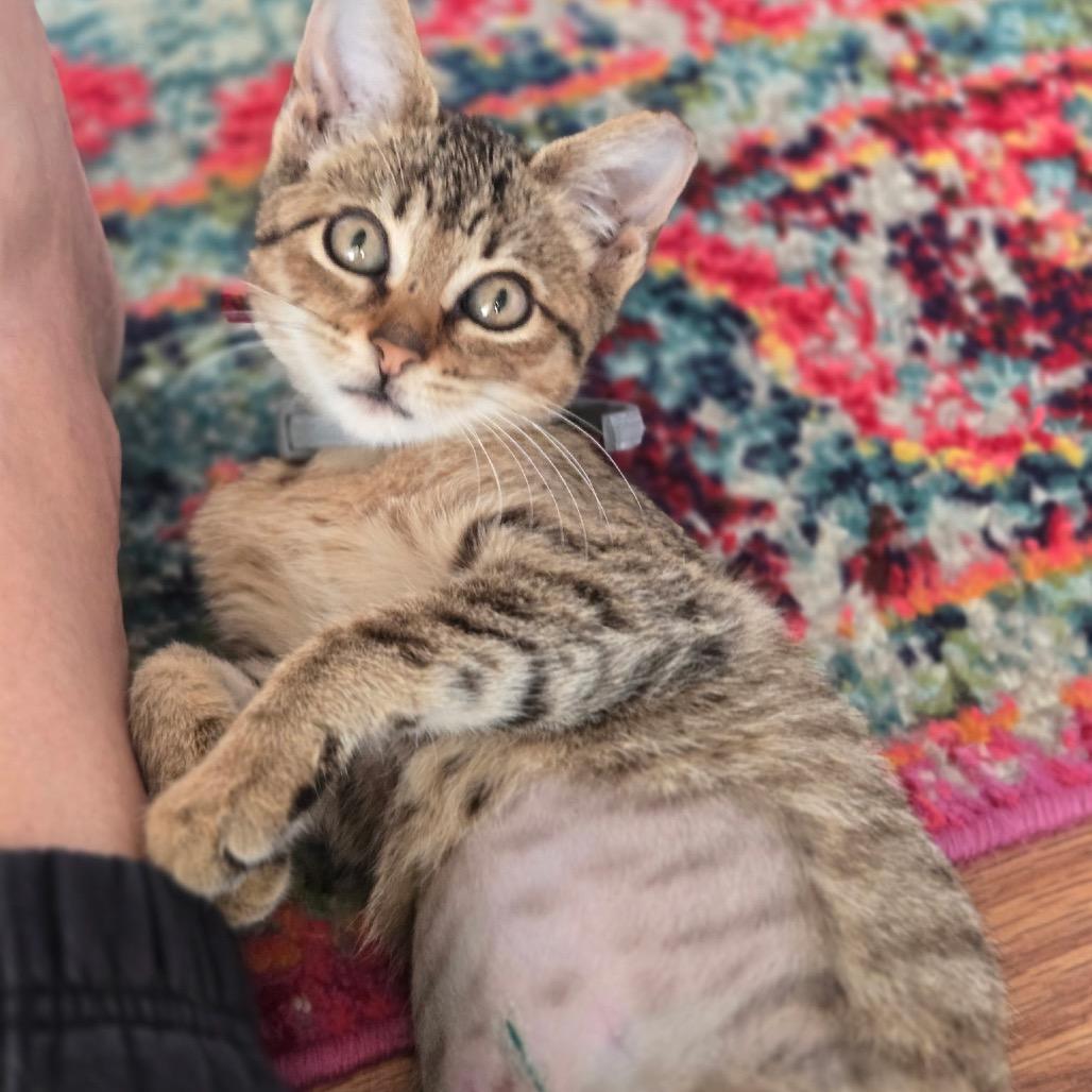 JUNE, Adoptable, Kitten Female Domestic Short Hair.