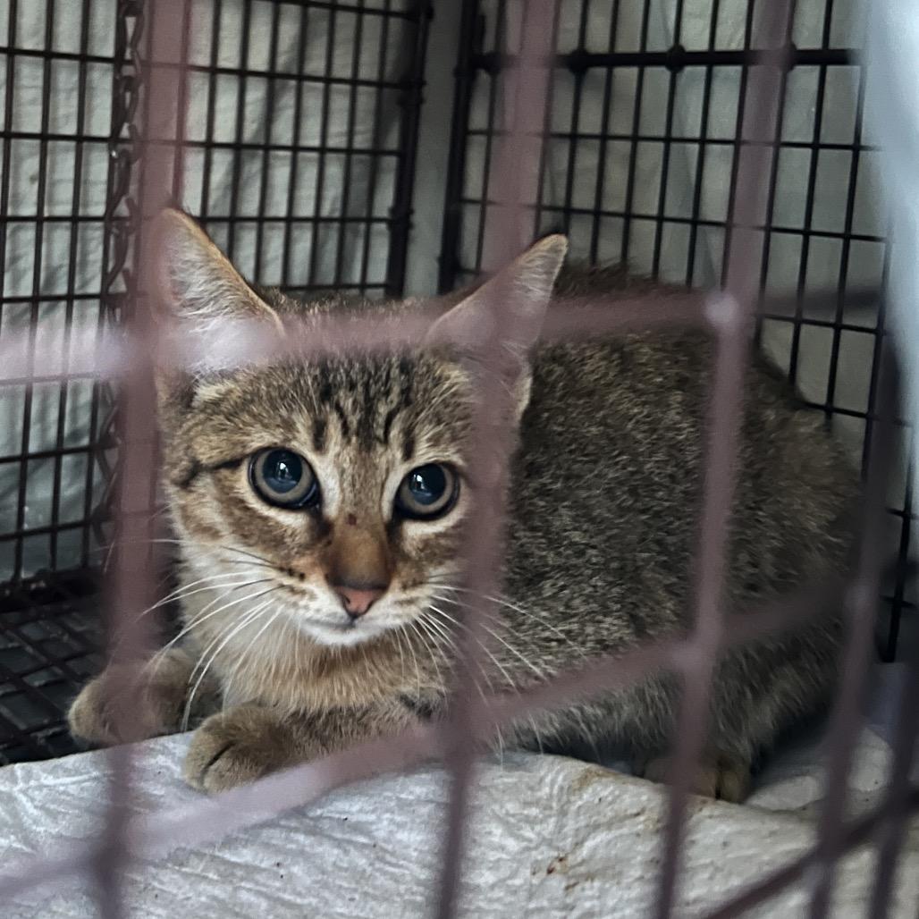 Enlarge JUNE, a Adoptable Domestic Short Hair in San Antonio, TX image 2/3