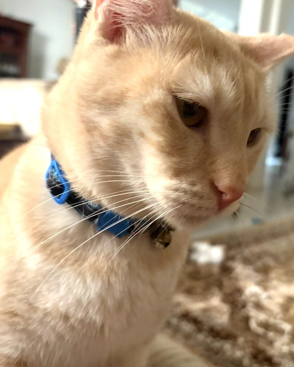 Banana, a Adoptable Tabby in Stoney Creek, ON image 3/3