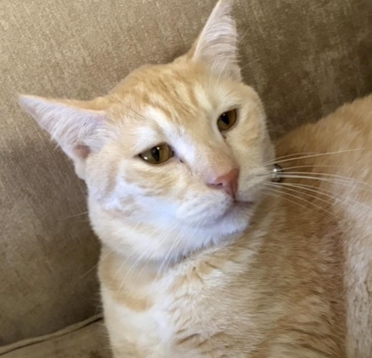 Banana, a Adoptable Tabby in Stoney Creek, ON image 2/3