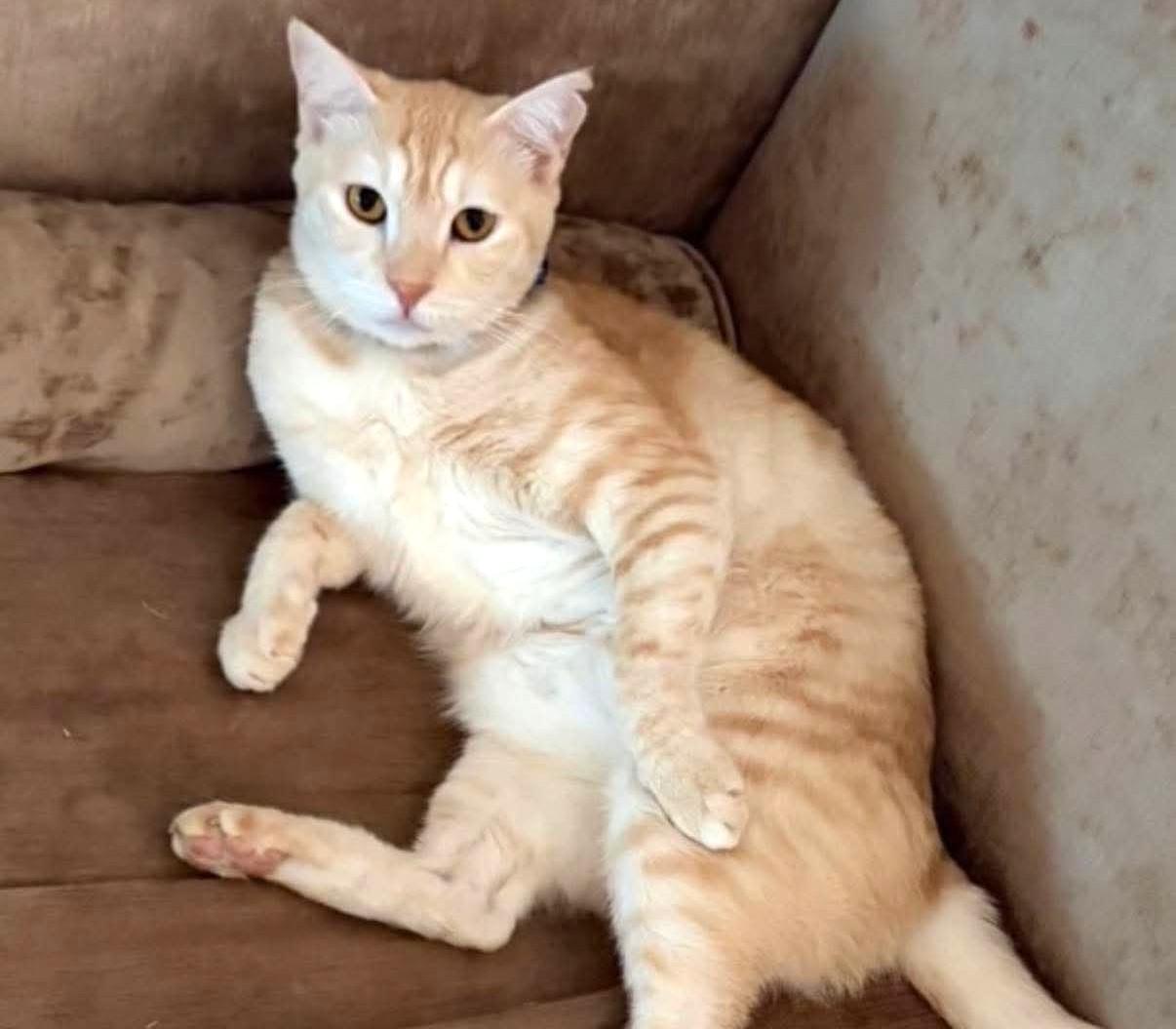 Banana, a Adoptable Tabby in Stoney Creek, ON image 1/3