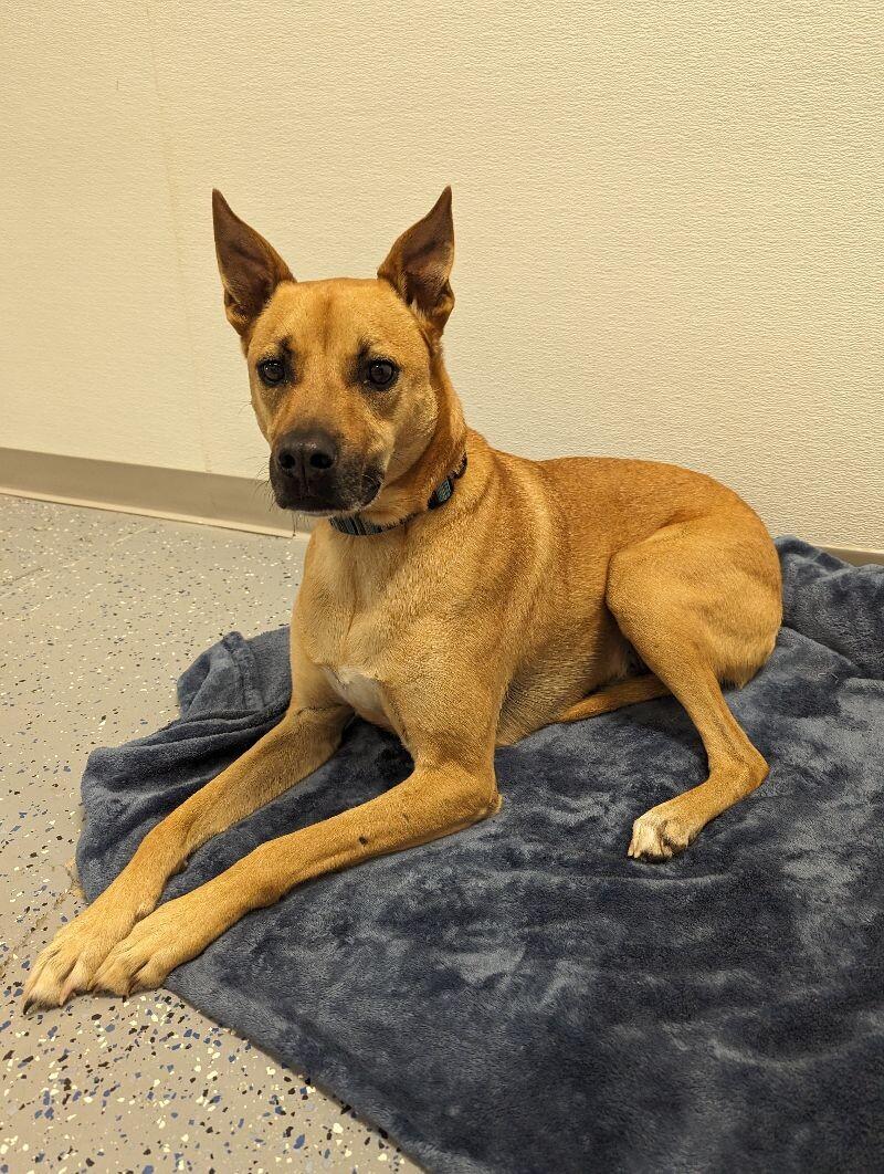 Enlarge Max, a Adoptable mixed breed in Yankton, SD image 5/5