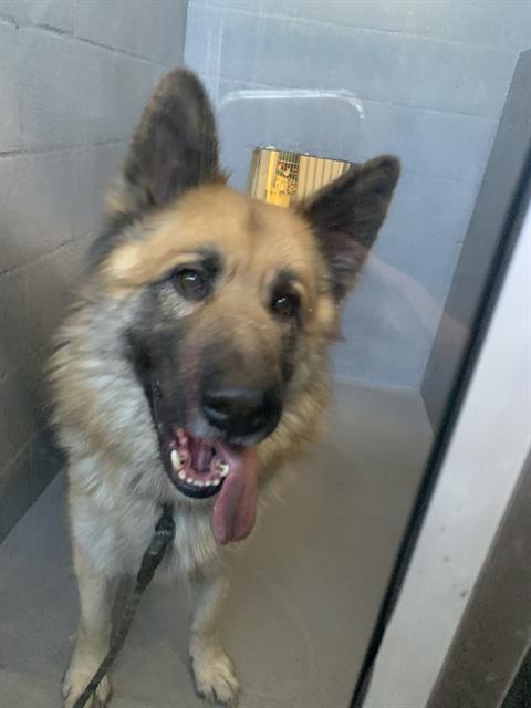 Enlarge TEDDY, a Adoptable German Shepherd Dog in Alameda, CA image 1/2